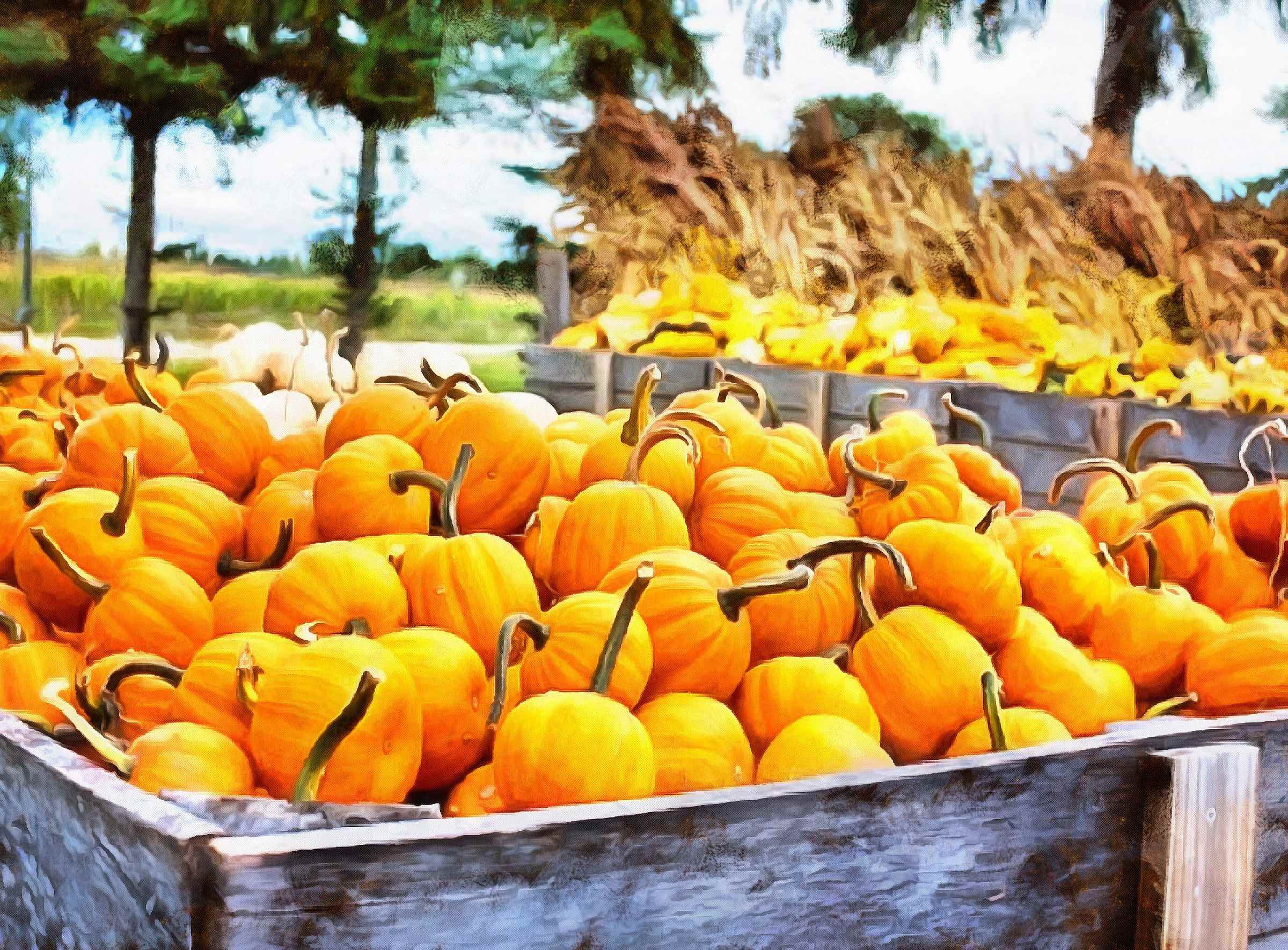 thanksgiving pumpkins,  ripe, crop, pumpkins,  pumpkin, yield, vegetables, holiday,  - thanksgiving, stock free image, public domain photos, free stock photo, download public domain images.