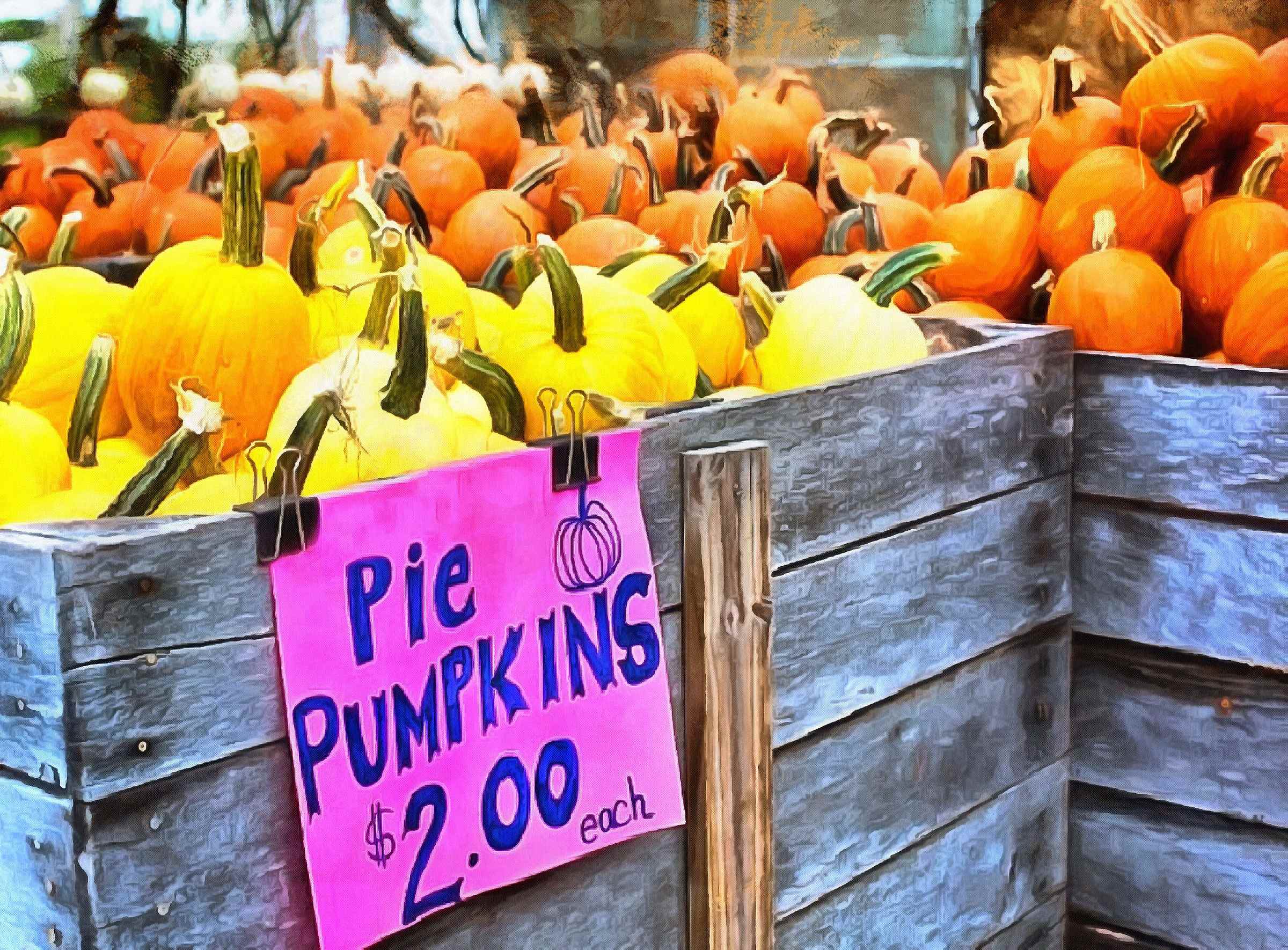 thanksgiving pumpkins,  ripe, crop, pumpkins,  pumpkin, yield, vegetables, holiday,  - thanksgiving, stock free image, public domain photos, free stock photo, download public domain images.