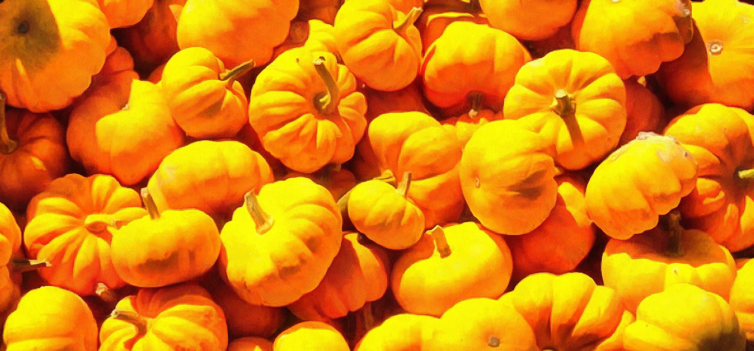 thanksgiving pumpkins,  ripe, crop, pumpkins,  pumpkin, yield, vegetables, holiday,  - thanksgiving, stock free image, public domain photos, free stock photo, download public domain images.