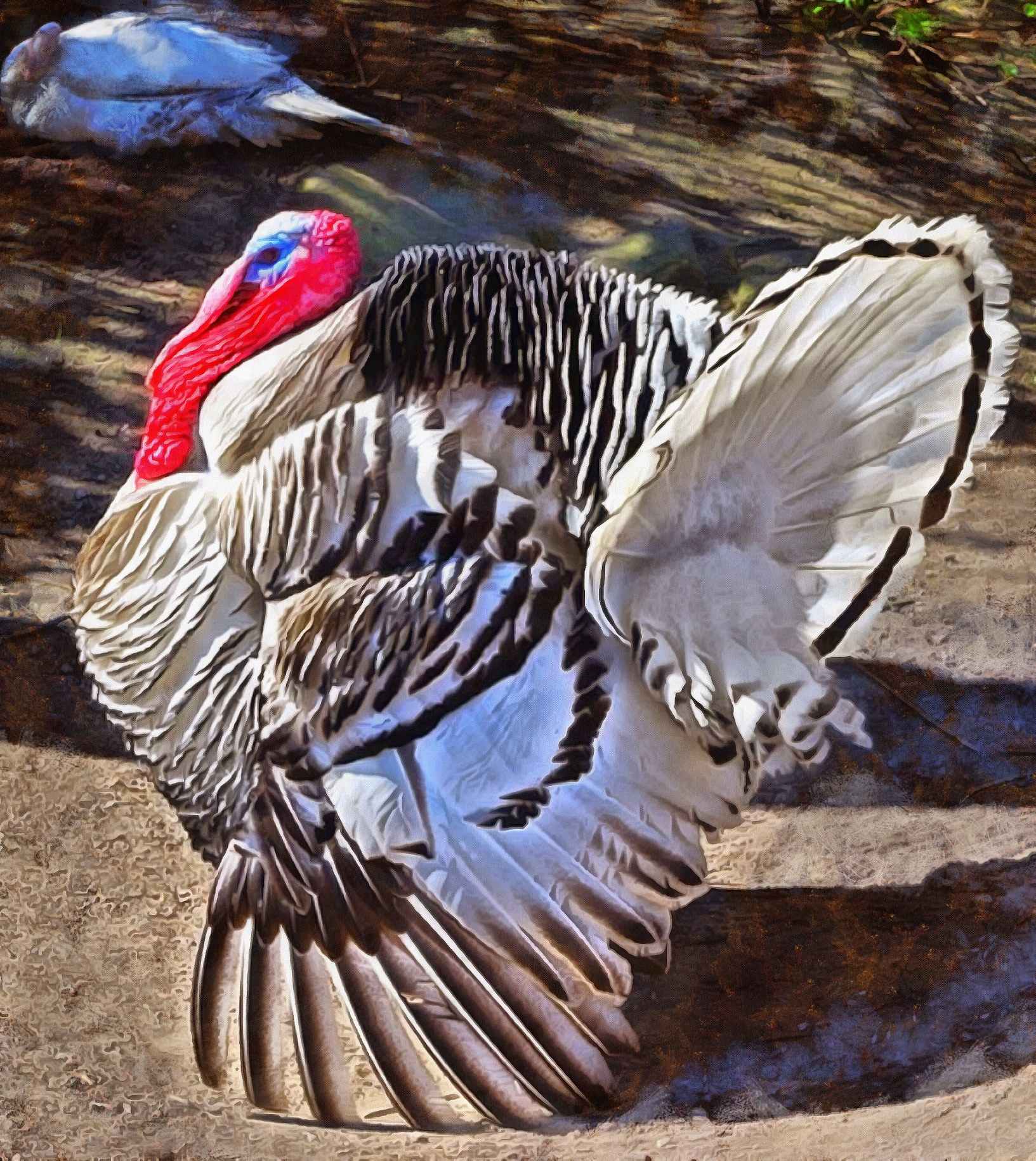 white turkey, live turkey, bird, holiday, thanksgiving, turkey, Thanksgiving Day,   - thanksgiving, stock free image, public domain photos, free stock photo, download public domain images.