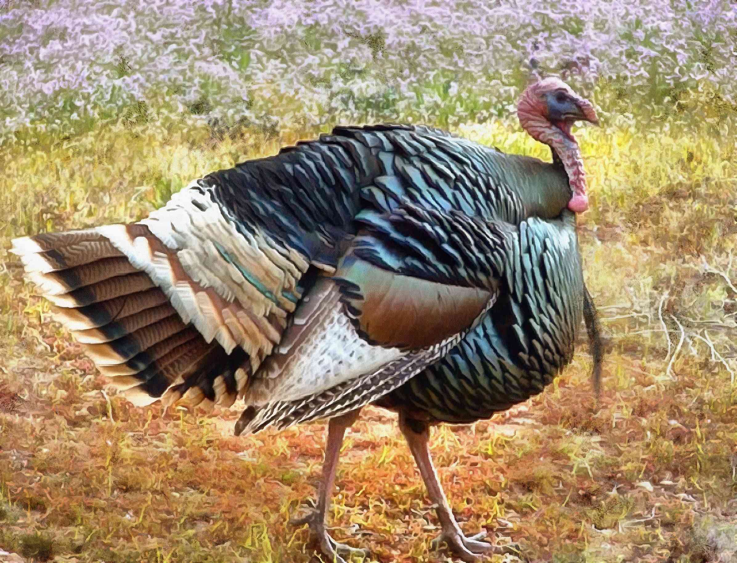 beautiful turkey, walking, old turkey, Thanksgiving Day, turkey, holiday,