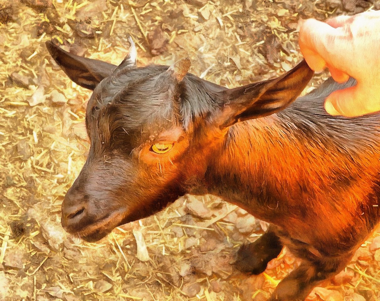 Baby Animals, Baby Animal Photos, Animal Baby images, Free Stock Baby Animal Photos - Public Domain - Stock Free Images - Public domain!