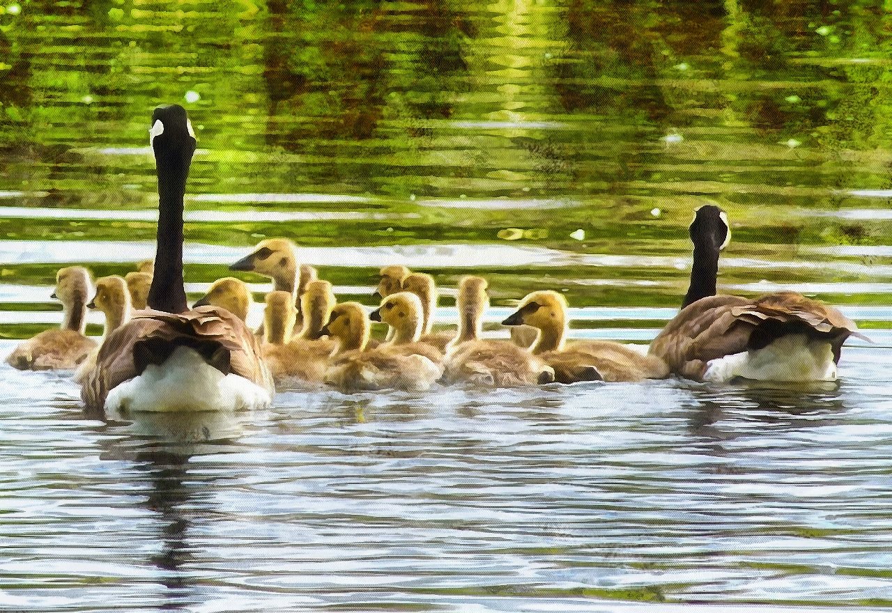 Animal Baby images, Free Stock Baby Animal Photos, Baby Animals, Baby Animal Photos, - Public Domain - Stock Free Images - Public domain!