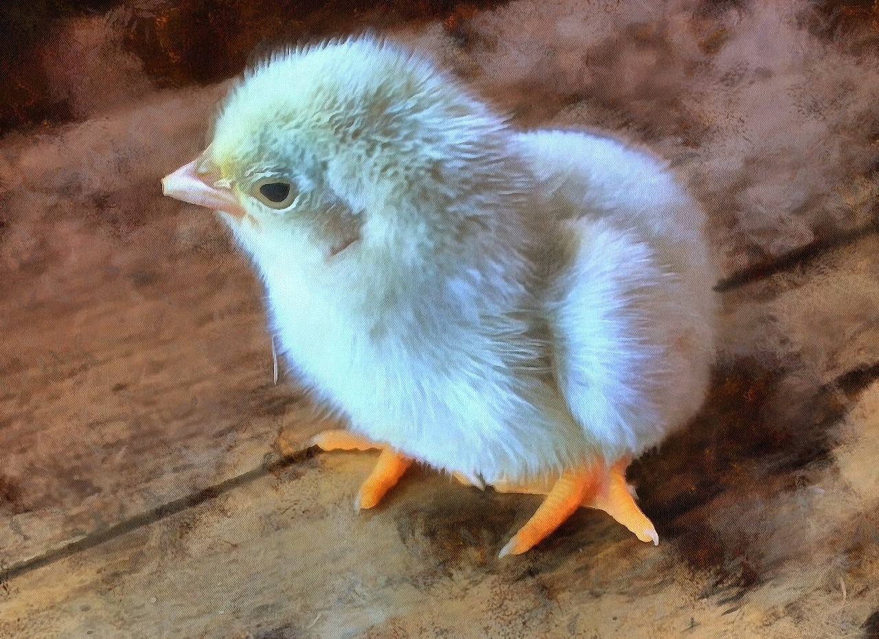 Animal Baby images, Free Stock Baby Animal Photos, Baby Animals, Baby Animal Photos, - Public Domain - Stock Free Images - Public domain!