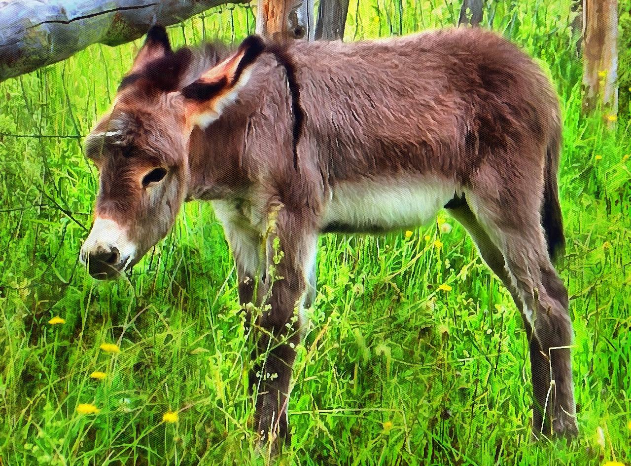 Animal Baby images, Free Stock Baby Animal Photos, Baby Animals, Baby Animal Photos, - Public Domain - Stock Free Images - Public domain!