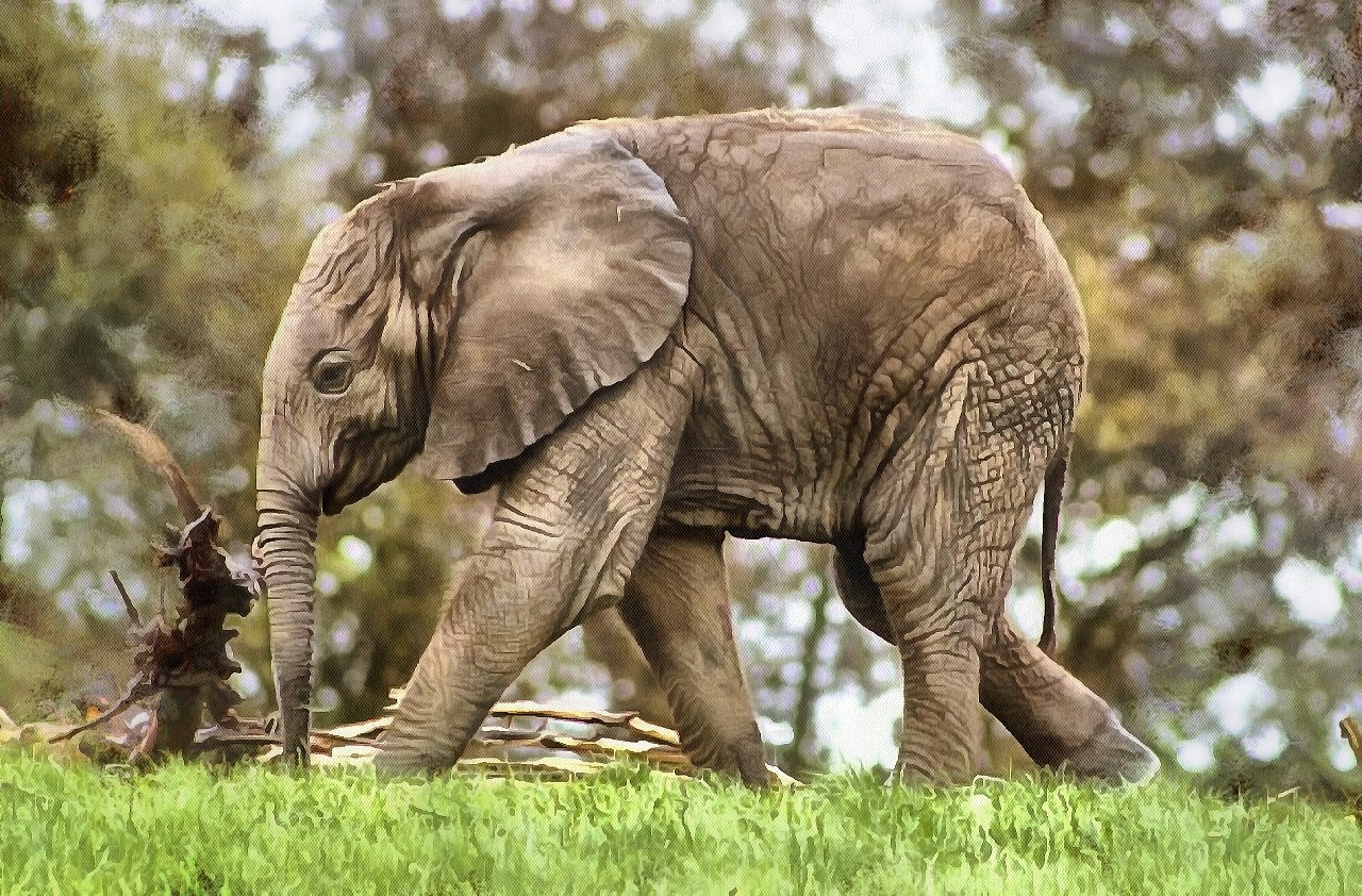 Baby animal photos, Baby animals, Cute Animals, Animals baby pictures, baby animals free images - Public domain - Stock Free Images - Public domain!