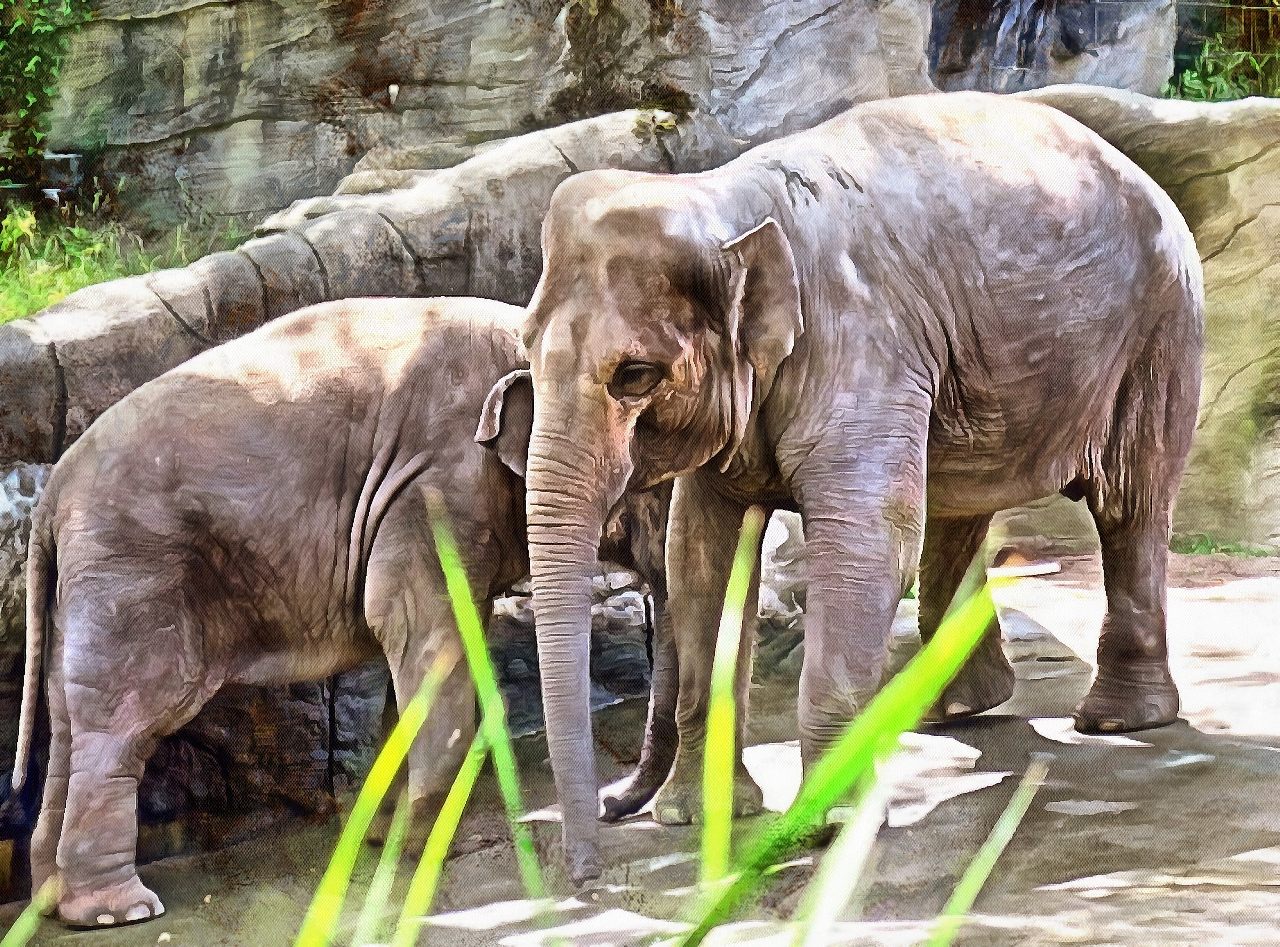 Baby animal photos, Baby animals, Cute Animals, Animals baby pictures, baby animals free images - Public domain - Stock Free Images - Public domain!