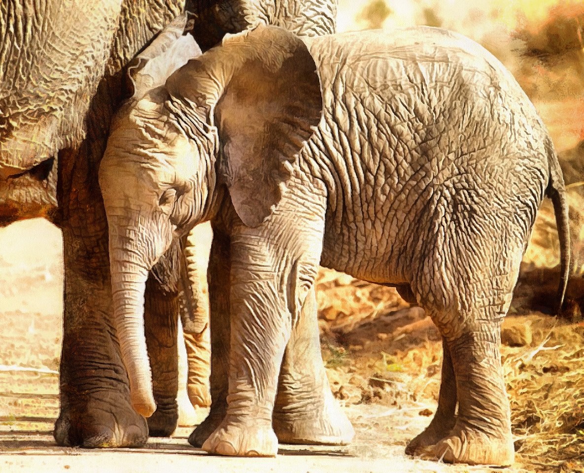 Baby animal photos, Baby animals, Cute Animals, Animals baby pictures, baby animals free images - Public domain - Stock Free Images - Public domain!