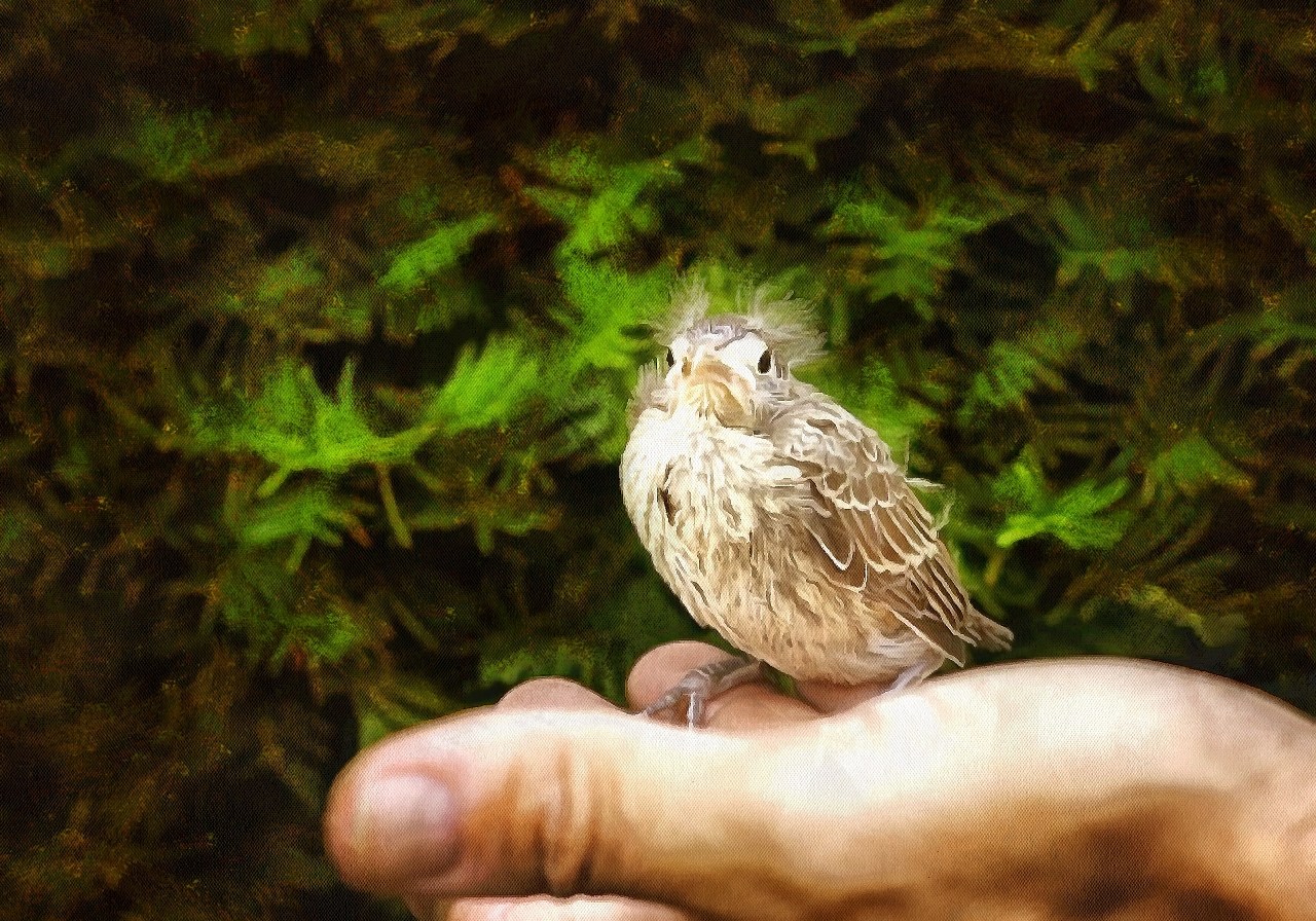 Baby animals photos, photos of small animals, - Public domain, Cute Animals, Animals baby pictures, baby animals free images - Public domain
