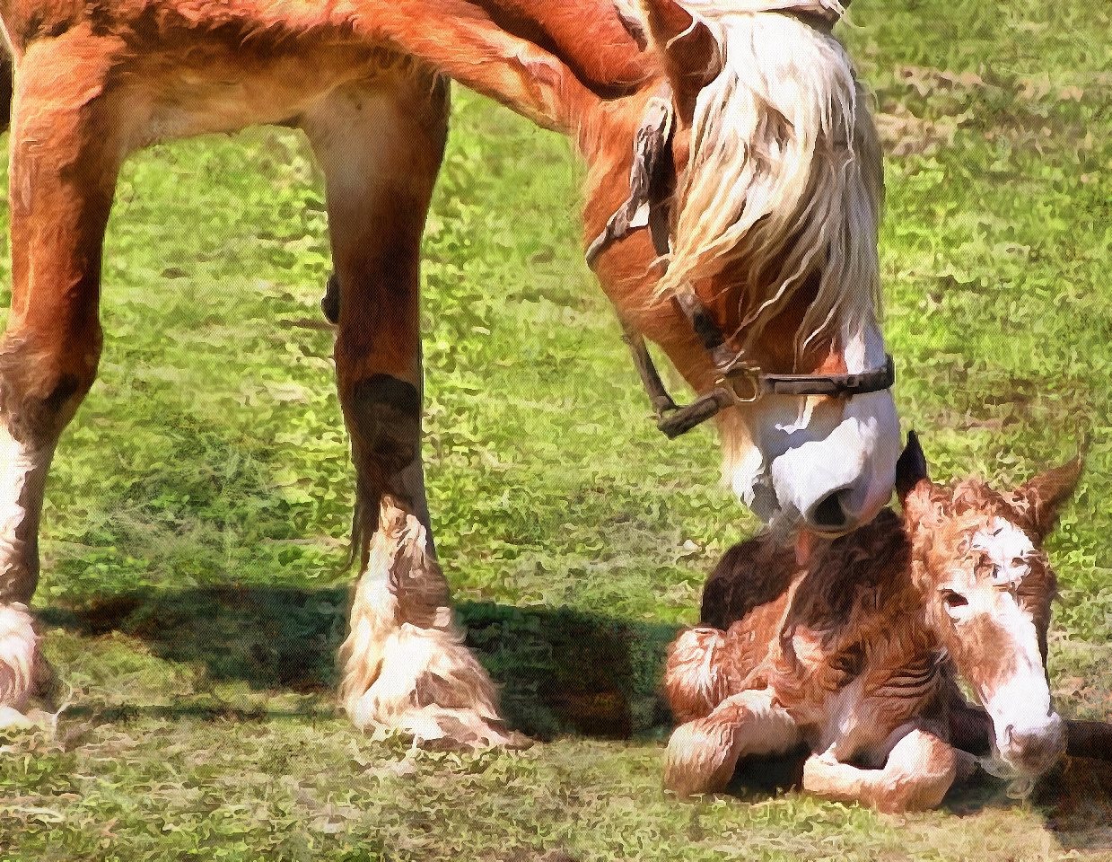 Cute baby animals, images of cute baby animals. Public Domain, Animals baby pictures, baby animals free images - Public domain - Stock Free Images - Public domain!