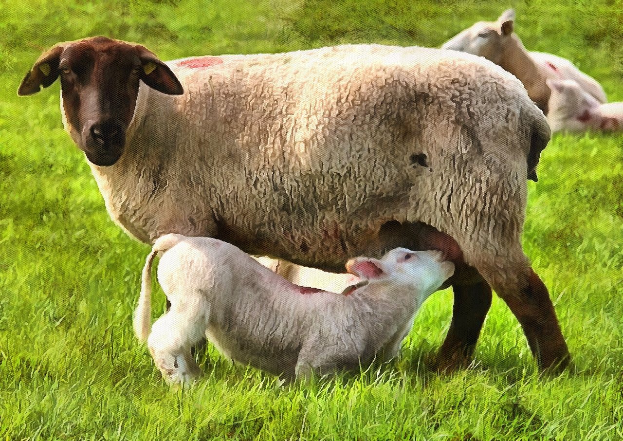 Public Domain, Animals baby pictures, Cute baby animals, images of cute baby animals, baby animals free images - Public domain 
