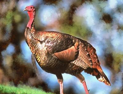 thanksgiving, turkey, live turkey, bird, holiday, Thanksgiving Day,  