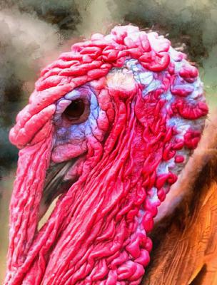 thanksgiving, turkey, live turkey, bird, holiday, Thanksgiving Day,  