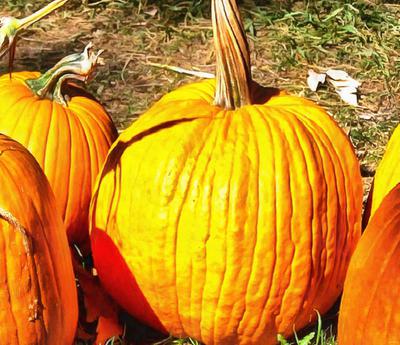  pumpkin, muzzle, carved, celebration, joy, carnival, smile, face, Halloween,  - halloween, free image, free picture, stock free images, public domain images, download free photos, free stock photos 