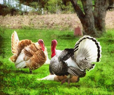 thanksgiving, turkey, live turkey, bird, holiday, Thanksgiving Day,  