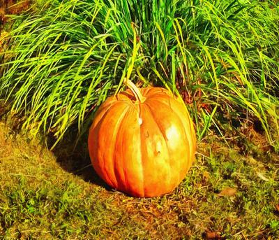 vegetables, harvest, pumpkin, thanksgiving, holiday, 