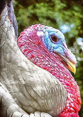 thanksgiving, turkey, live turkey, bird, holiday, Thanksgiving Day,  