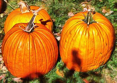 сelebration, pumpkin, holiday, lots of pumpkins, garden, spooky, halloween -  stock free photos, public domain images, download free images, free stock images, public domain 