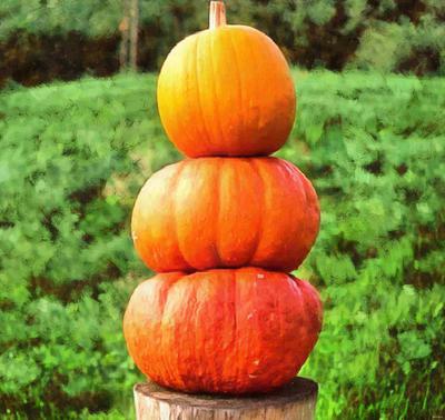 pumpkin, holiday, lots of pumpkins, garden, spooky, trick or treet, halloween -  stock free photos, public domain images, download free images, free stock images, public domain 