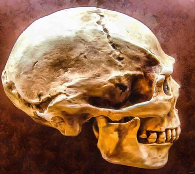 skull, head, bones, horror, halloween - halloween free image, free images, public domain images, stock free images, download image for free, halloween stock free images!