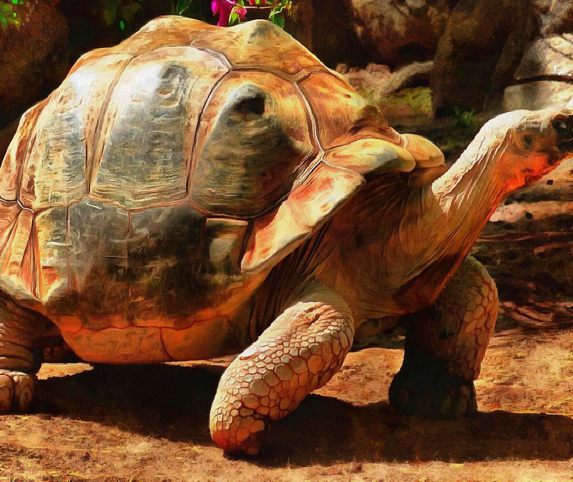 tortoise, turtle, turtle free, tortoise free, free image turtle, free image tortoise, public domain image!