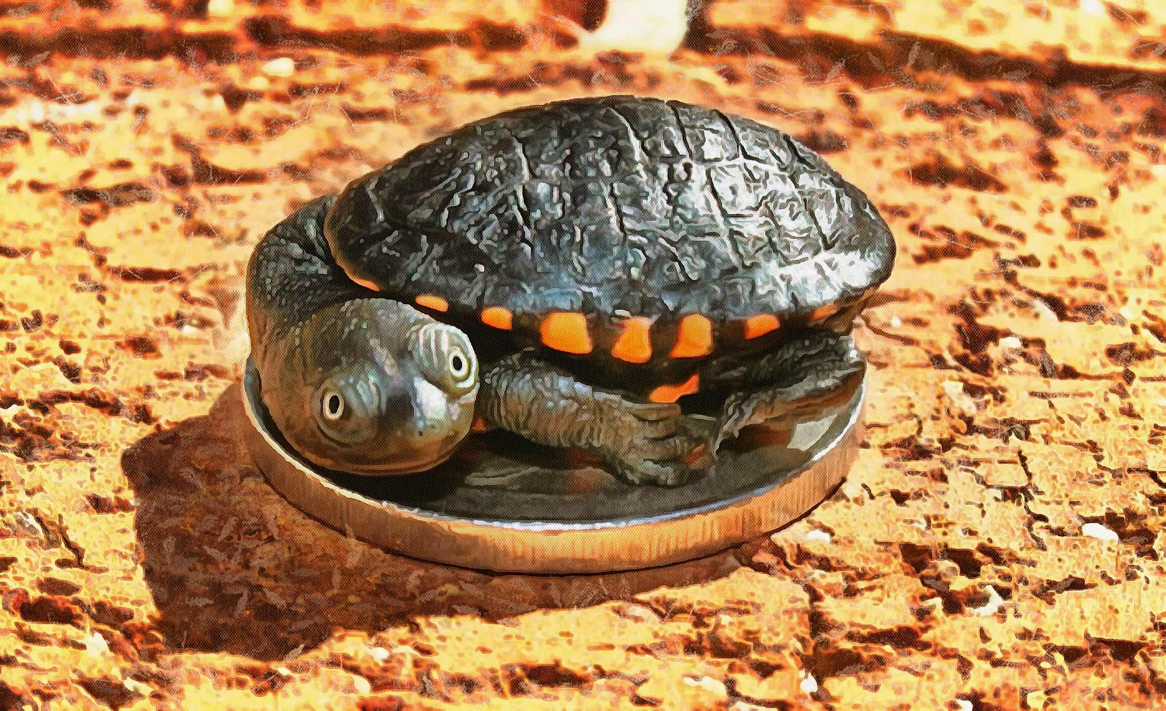 tortoise, turtle, turtle free, tortoise free, free image turtle, free image tortoise, public domain image!