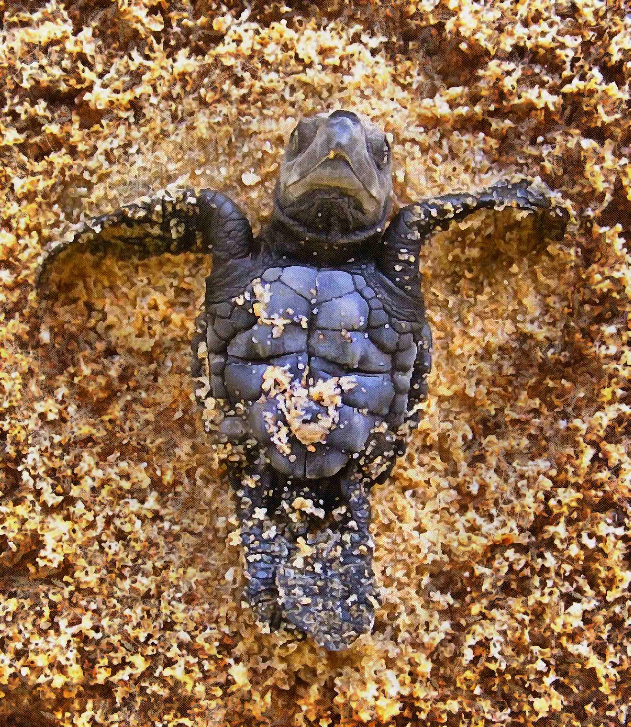 tortoise, turtle, turtle free, tortoise free, free image turtle, free image tortoise, public domain image!