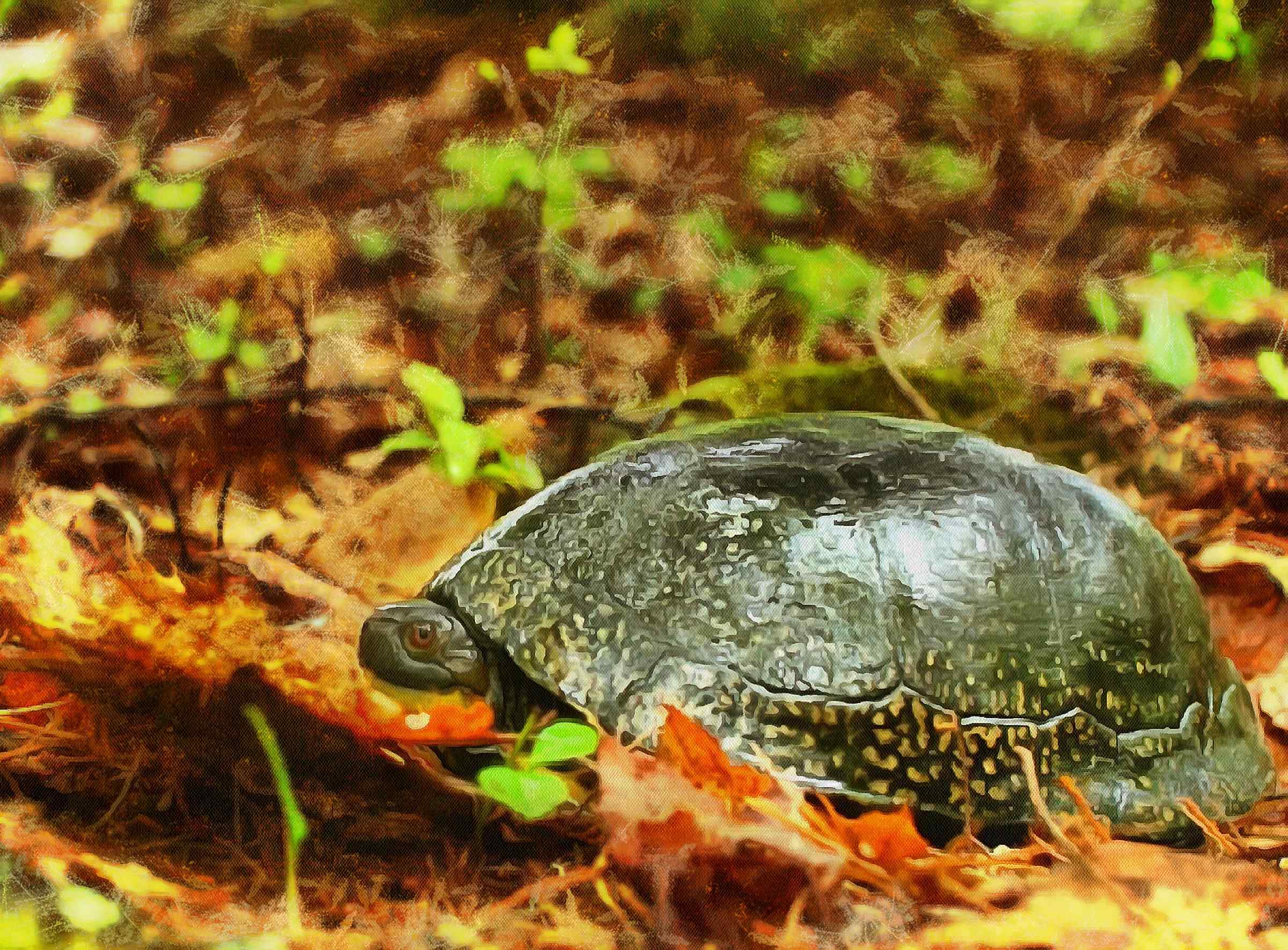 tortoise, turtle, turtle free, tortoise free, free image turtle, free image tortoise, public domain image!