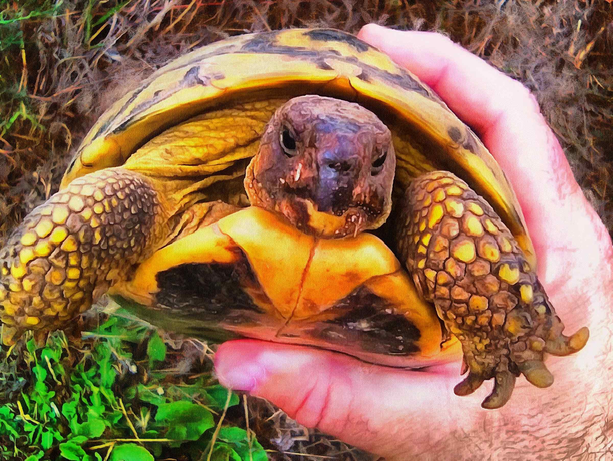 Turtle, tortoise,  loggerhead, terrapin, chelonian, leatherback, – Turtle free images, Tortoise free images, Turtle stock free images, Download free images turtles, turtle public domain images, tortoise public domain images!