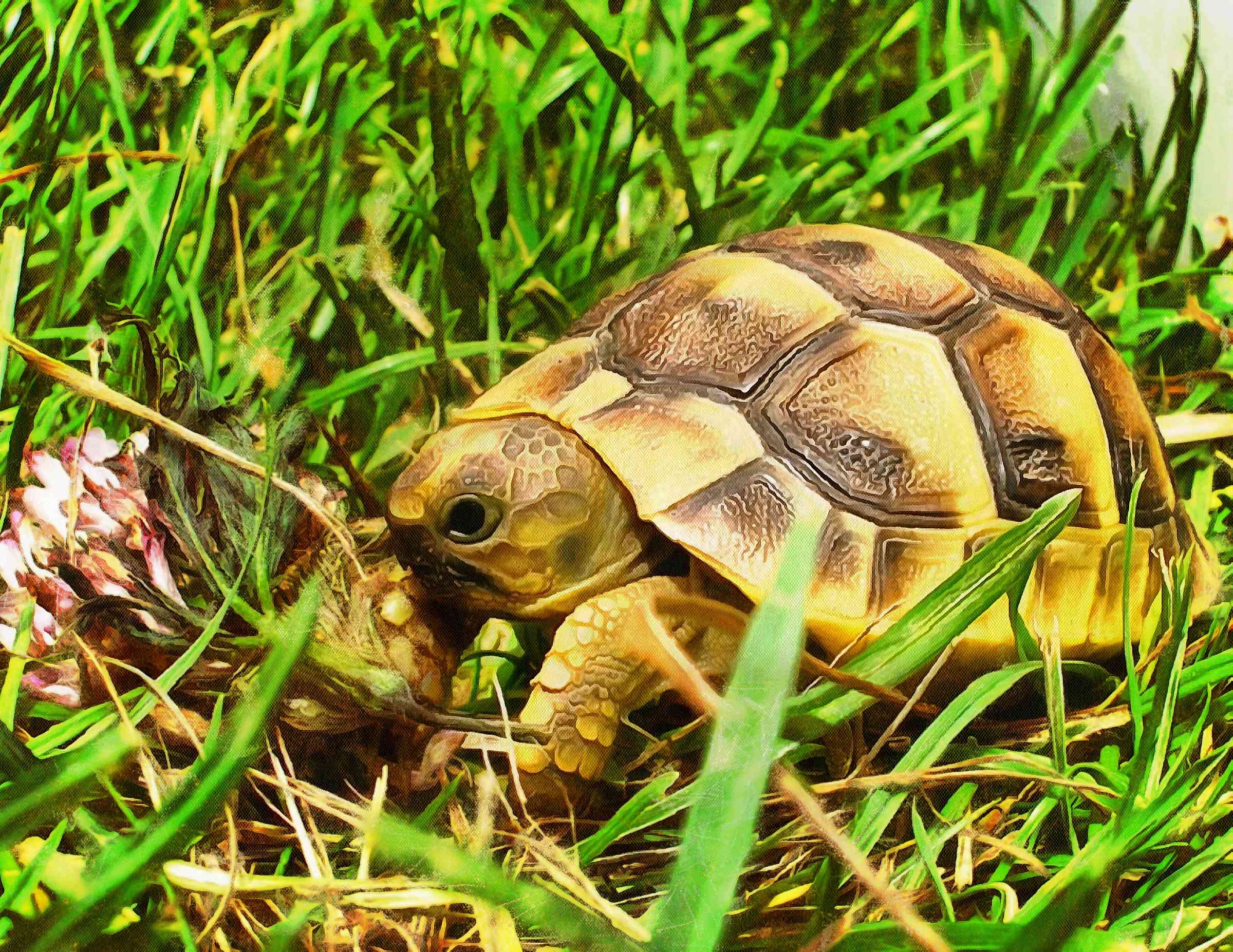 Tortoise, Turtle, loggerhead, terrapin, chelonian, leatherback, – Turtle free images, Tortoise free images, Turtle stock free images, Download free images turtles, turtle public domain images, tortoise public domain images!