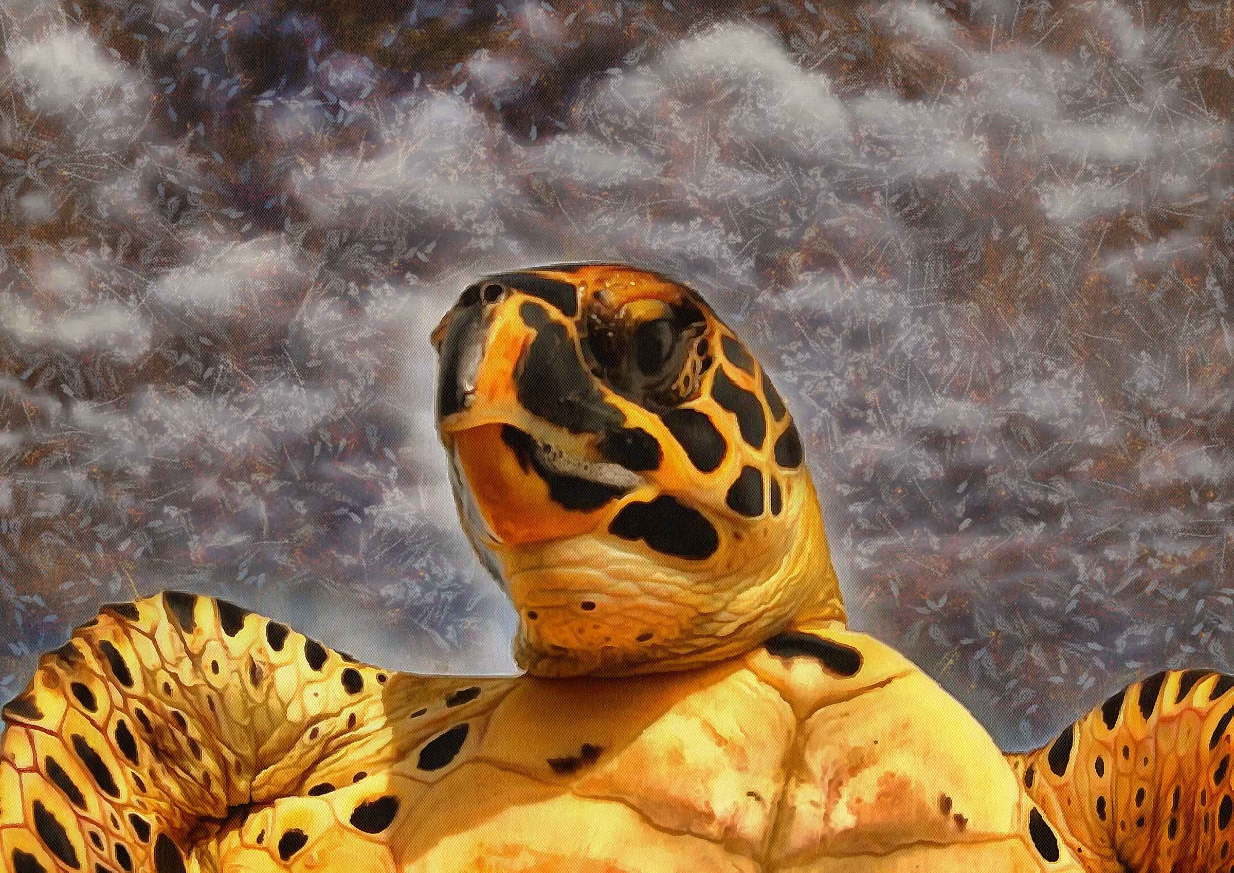 Tortoise, Turtle, loggerhead, terrapin, chelonian, leatherback, – Turtle free images, Tortoise free images, Turtle stock free images, Download free images turtles, turtle public domain images, tortoise public domain images!