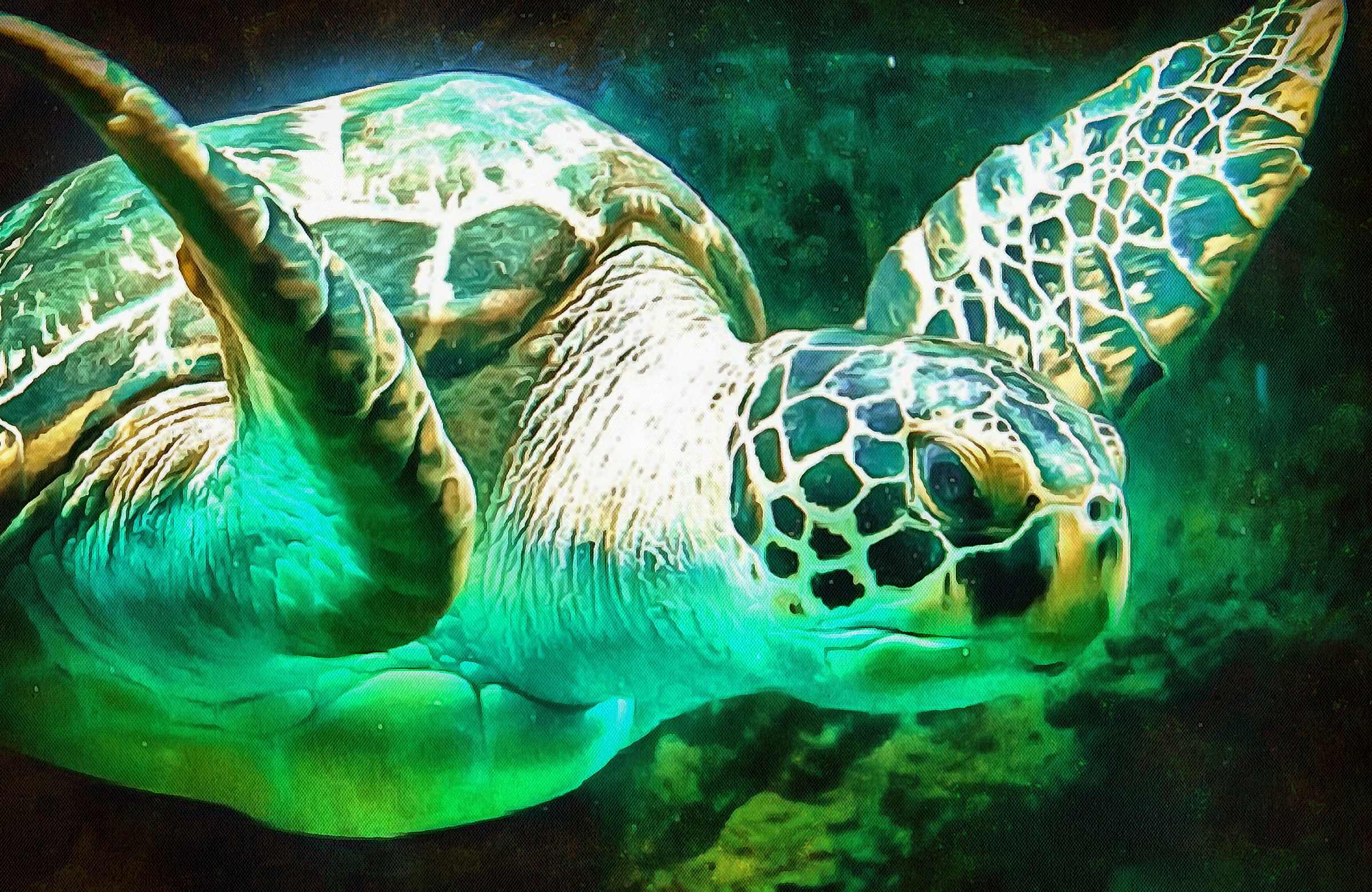 Tortoise, Turtle, loggerhead, terrapin, chelonian, leatherback, – Turtle free images, Tortoise free images, Turtle stock free images, Download free images turtles, turtle public domain images, tortoise public domain images!