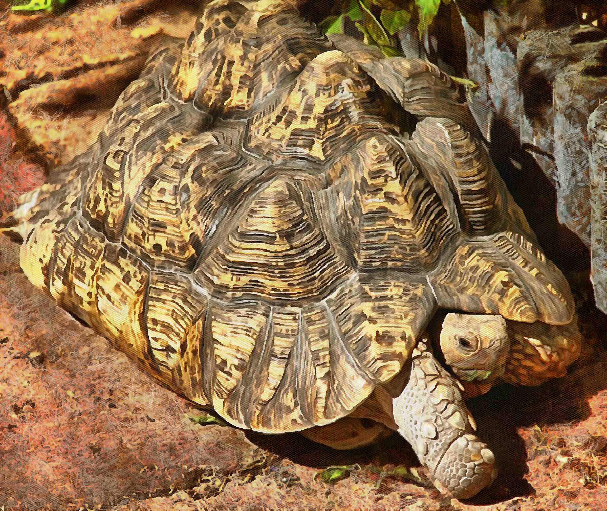 Tortoise, Turtle, loggerhead, terrapin, chelonian, leatherback, – Turtle free images, Tortoise free images, Turtle stock free images, Download free images turtles, turtle public domain images, tortoise public domain images!