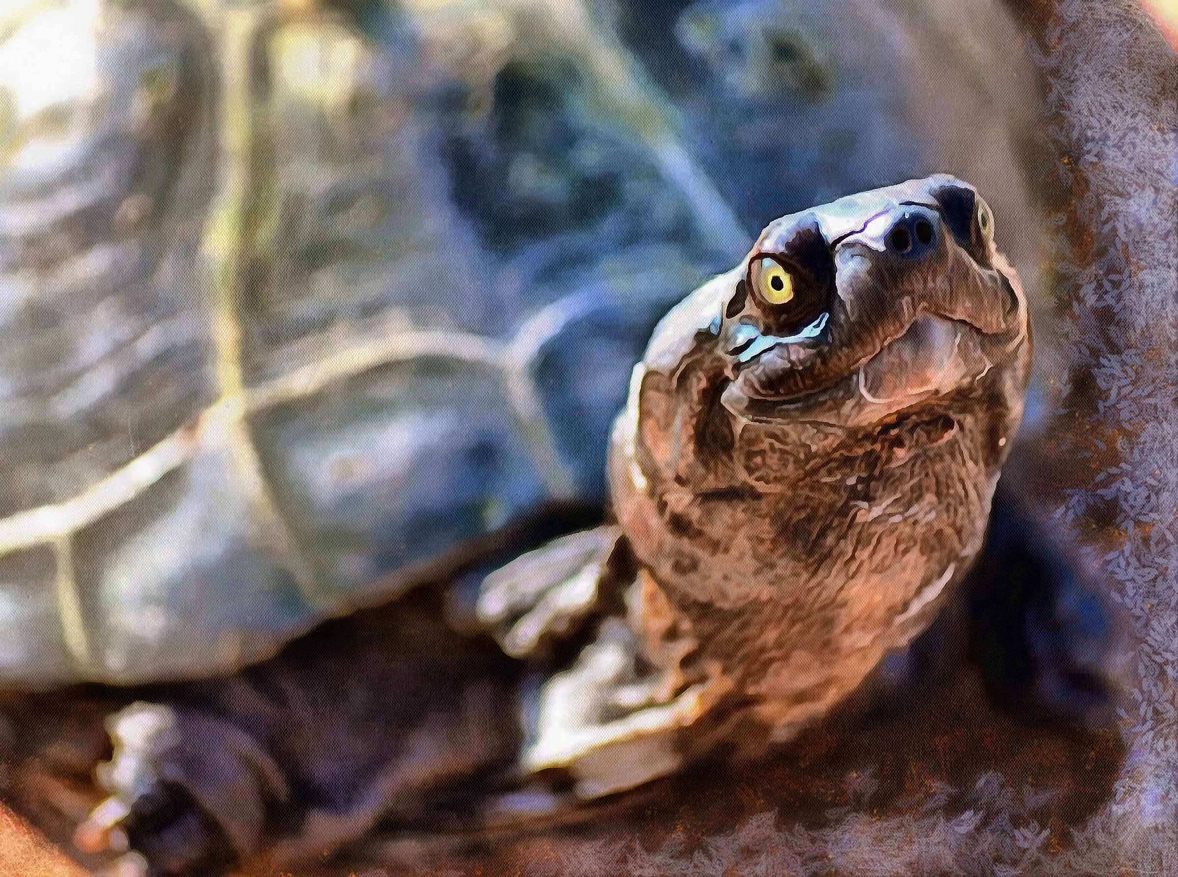 Tortoise, Turtle, loggerhead, terrapin, chelonian, leatherback, – Turtle free images, Tortoise free images, Turtle stock free images, Download free images turtles, turtle public domain images, tortoise public domain images!