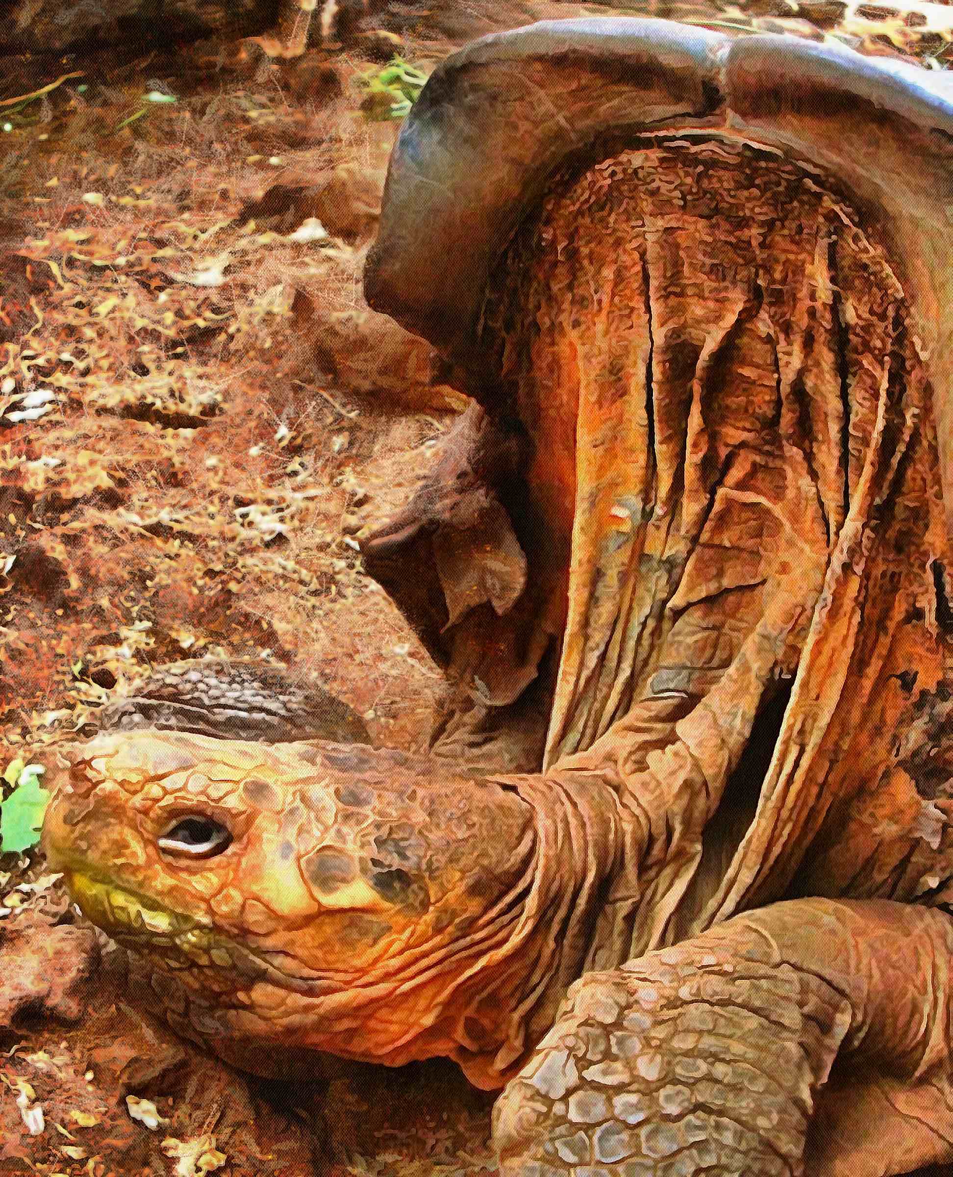 Tortoise, Turtle, loggerhead, terrapin, chelonian, leatherback, – Turtle free images, Tortoise free images, Turtle stock free images, Download free images turtles, turtle public domain images, tortoise public domain images!