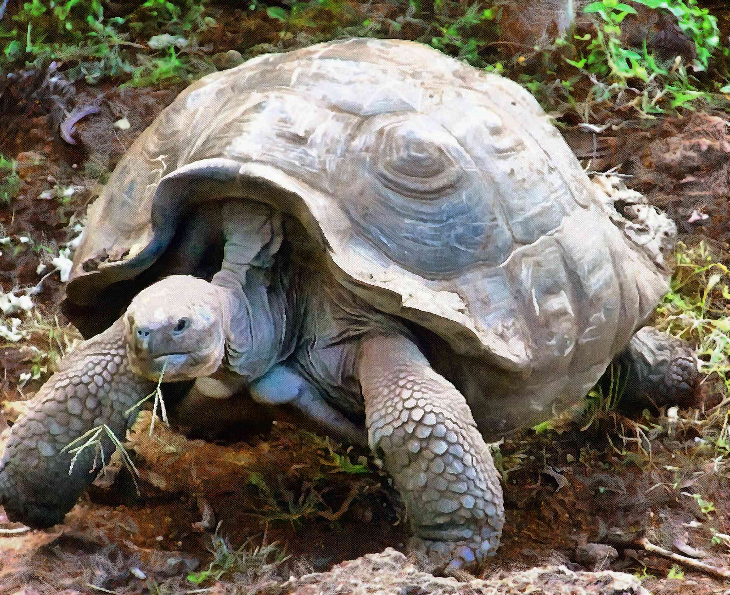 Tortoise, Turtle, loggerhead, terrapin, chelonian, leatherback, – Turtle free images, Tortoise free images, Turtle stock free images, Download free images turtles, turtle public domain images, tortoise public domain images!