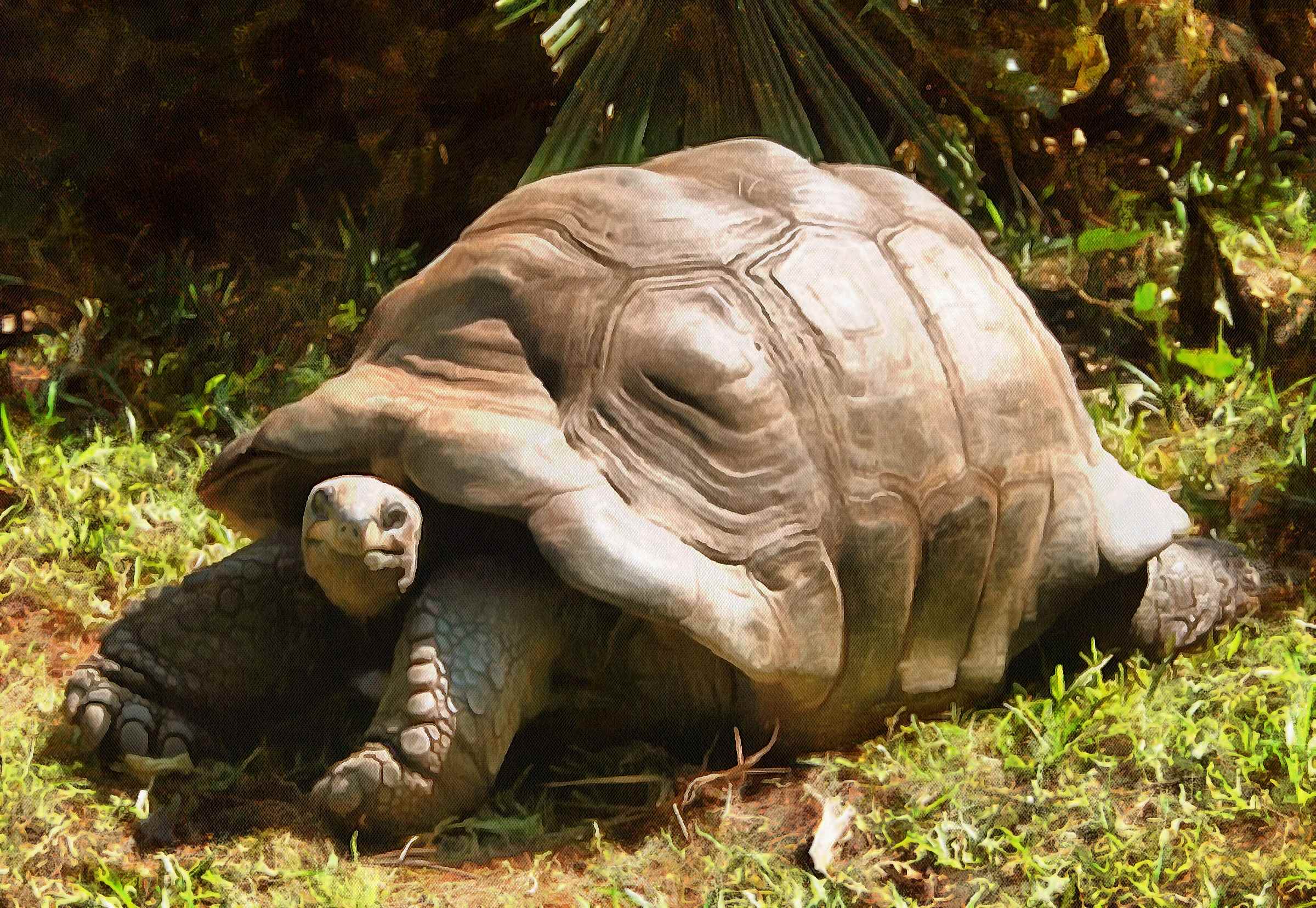 Tortoise, Turtle, loggerhead, terrapin, chelonian, leatherback, – Turtle free images, Tortoise free images, Turtle stock free images, Download free images turtles, turtle public domain images, tortoise public domain images!