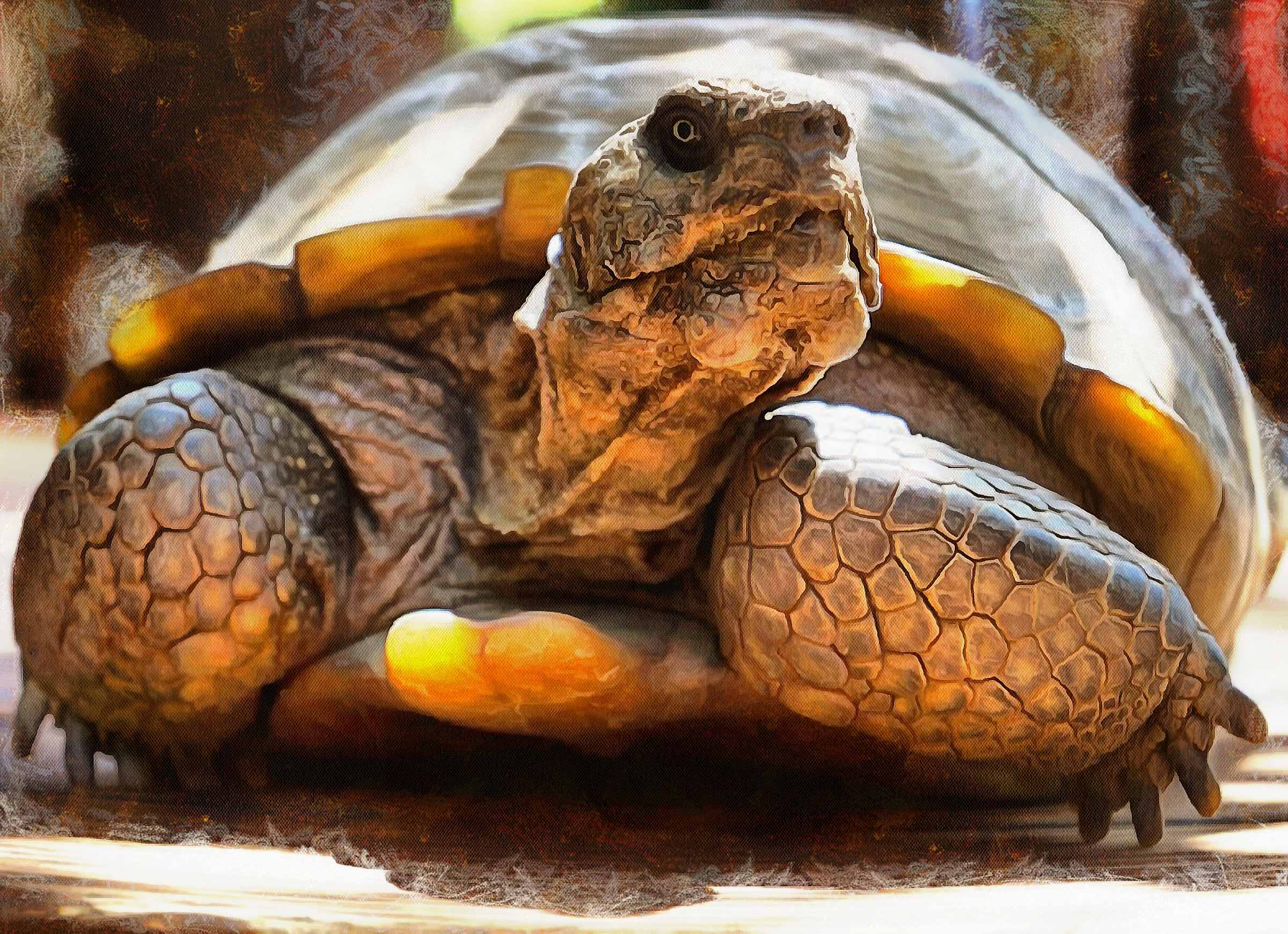 Turtle free images, tortoise free images, chelonian, leatherback, loggerhead, turtle, tortoise – Turtle free images, Tortoise free images, Turtle stock free images, Download free images turtles, turtle public domain images, tortoise public domain images!