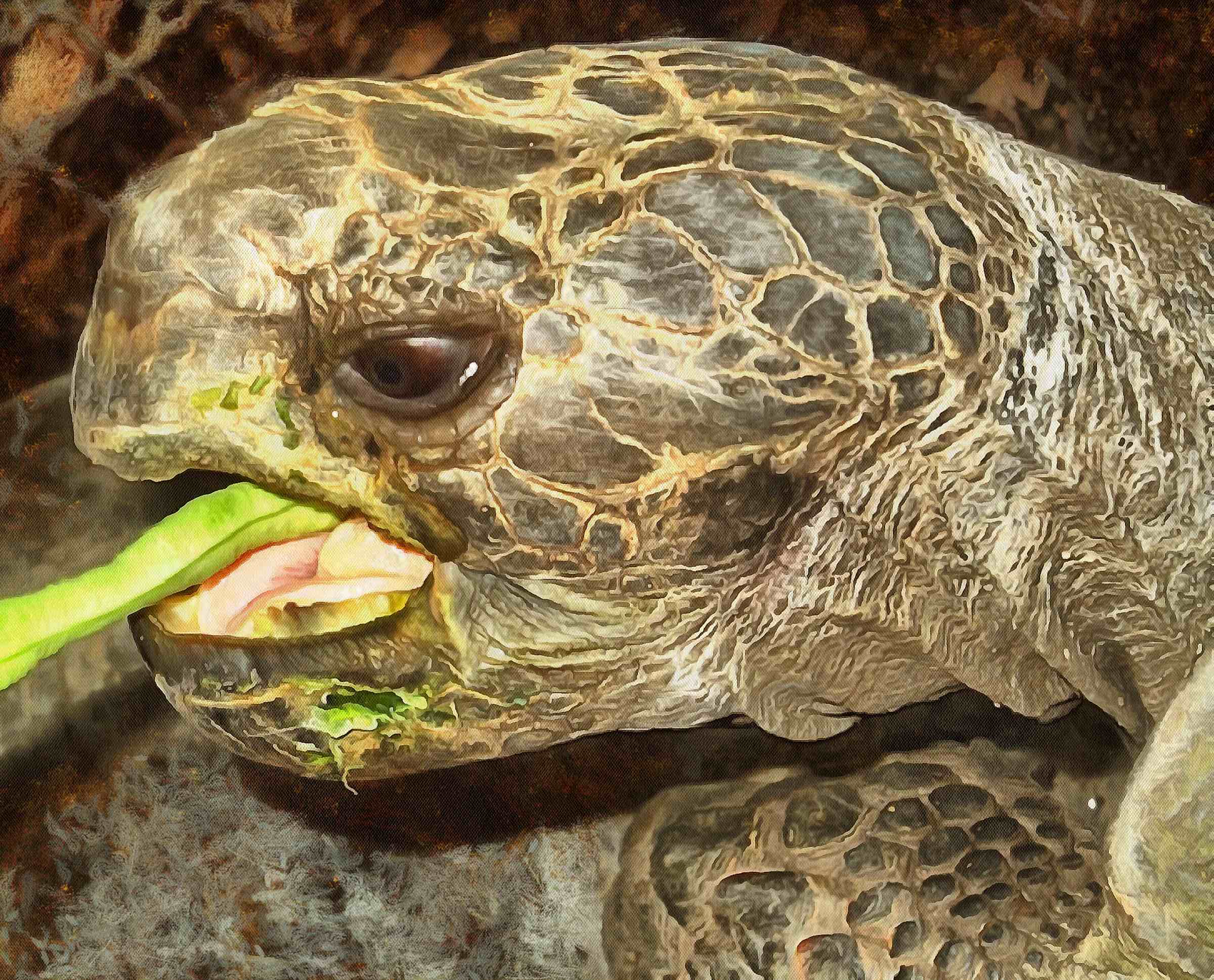 Turtle free images, tortoise free images, chelonian, leatherback, loggerhead, turtle, tortoise – Turtle free images, Tortoise free images, Turtle stock free images, Download free images turtles, turtle public domain images, tortoise public domain images!