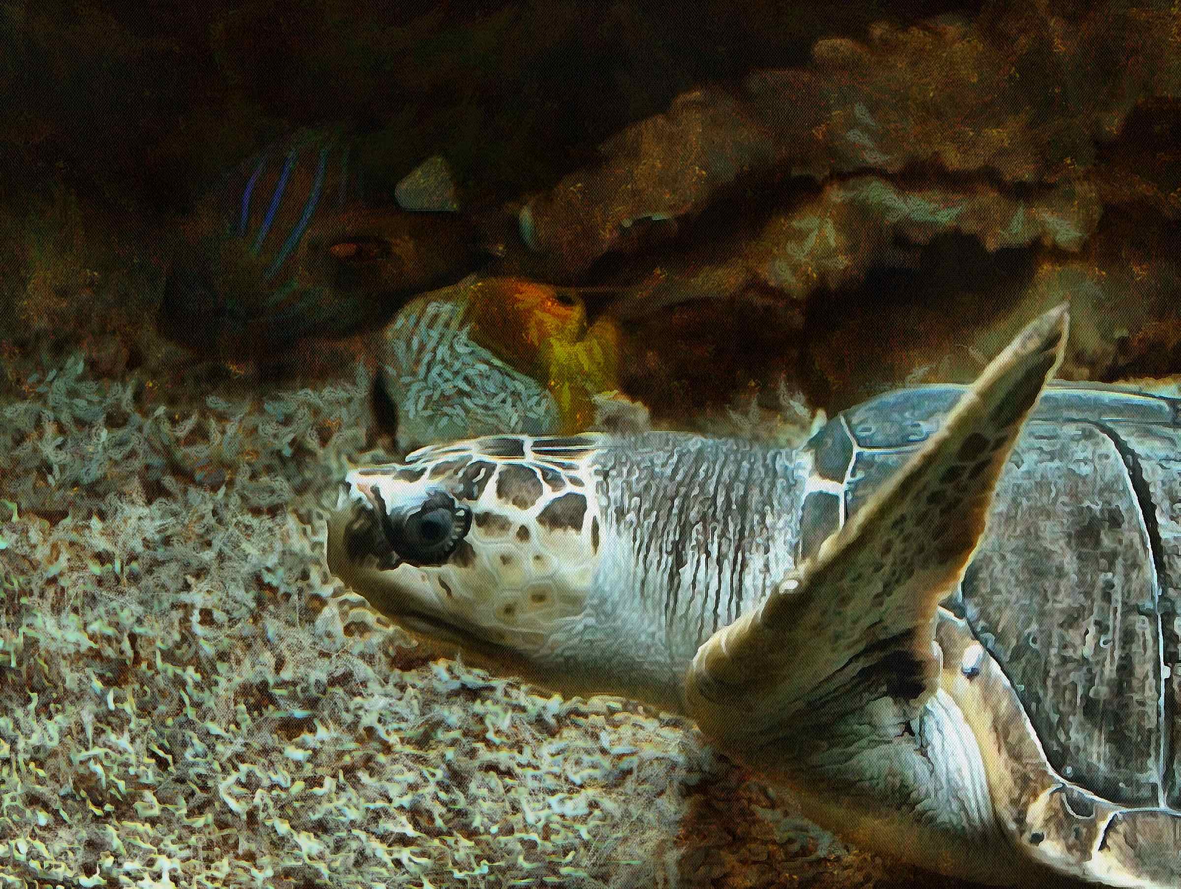 Turtle free images, tortoise free images, chelonian, leatherback, loggerhead, turtle, tortoise – Turtle free images, Tortoise free images, Turtle stock free images, Download free images turtles, turtle public domain images, tortoise public domain images!