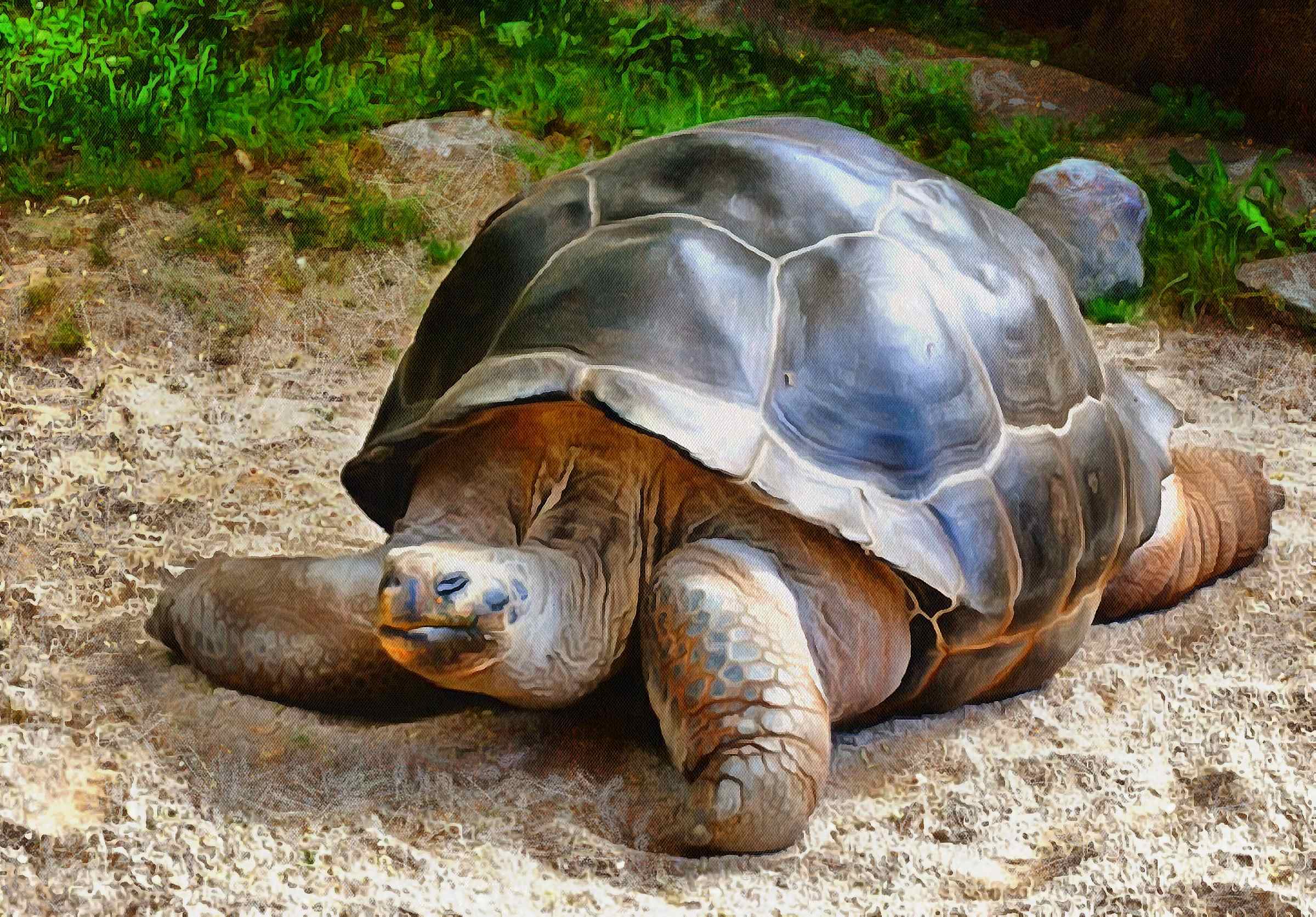 Turtle, Tortoise, Turtle free images, tortoise images, chelonian, leatherback, loggerhead, turtle, – Turtle free, Tortoise free , Turtle stock free images, Download free images turtles, turtle public domain images, tortoise public domain images!