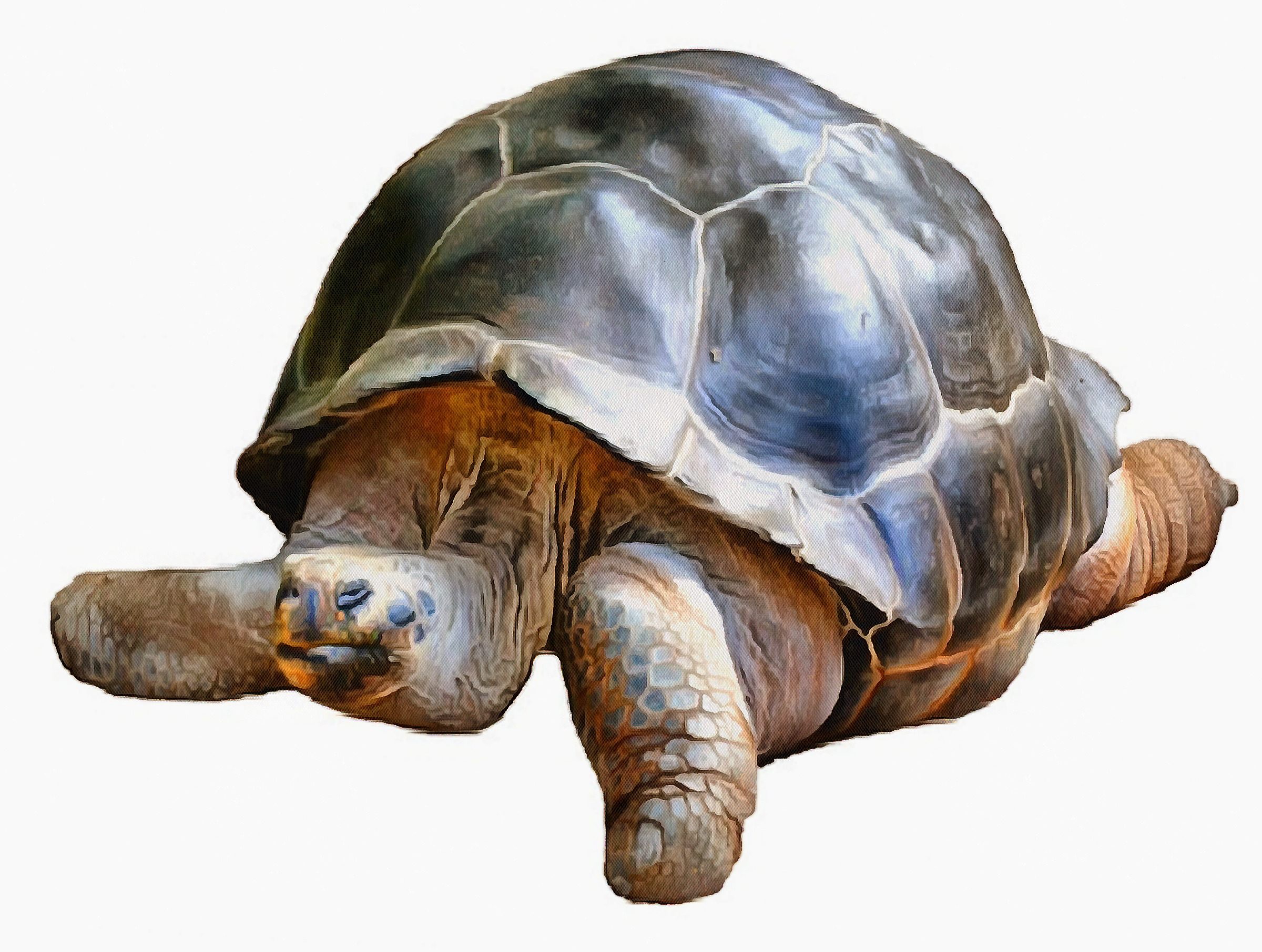 Turtle, Tortoise, Turtle free images, chelonian, leatherback, turtle, – Turtle free images, Tortoise free , Turtle stock free images, Download free images turtles, tortoise free public domain images, tortoise public domain images!