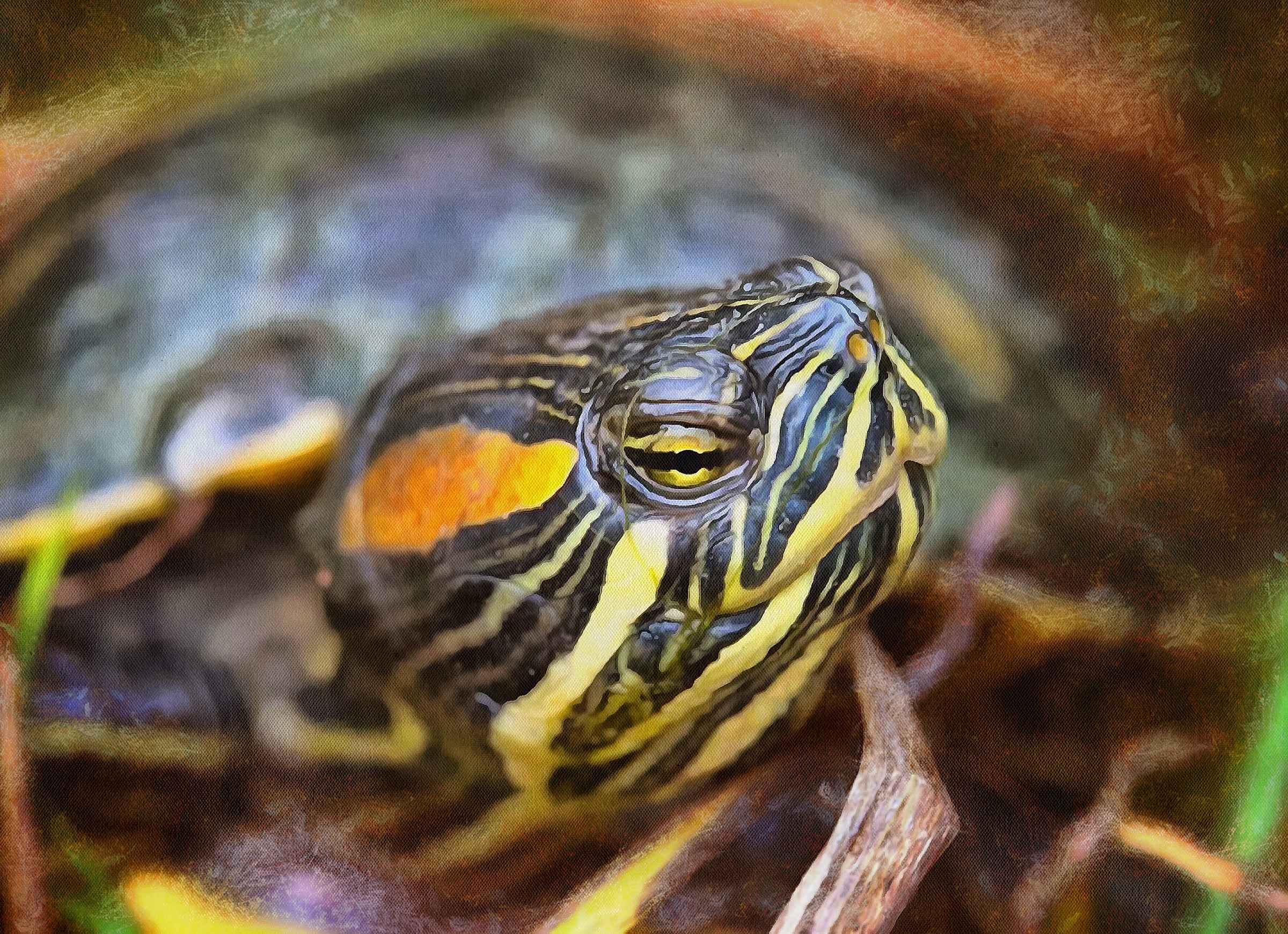 Leatherback, turtle, Turtle, Tortoise, Turtle free images,  – Turtle free images, Tortoise free , Turtle stock free images, Download free images turtles, tortoise free images, tortoise public domain images!