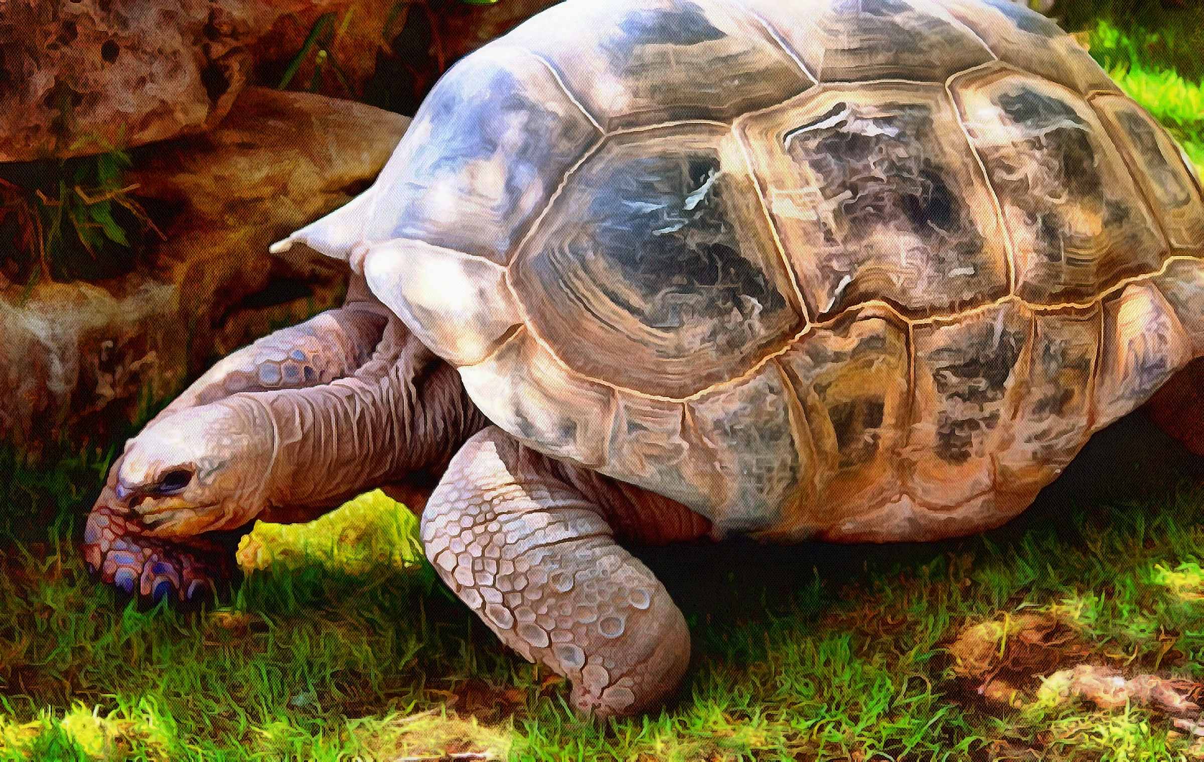 Turtle, Tortoise, Turtle free images,  – Tortoise free images, Tortoise free , Turtle stock free images, free images turtles, tortoise free , tortoise public domain images!