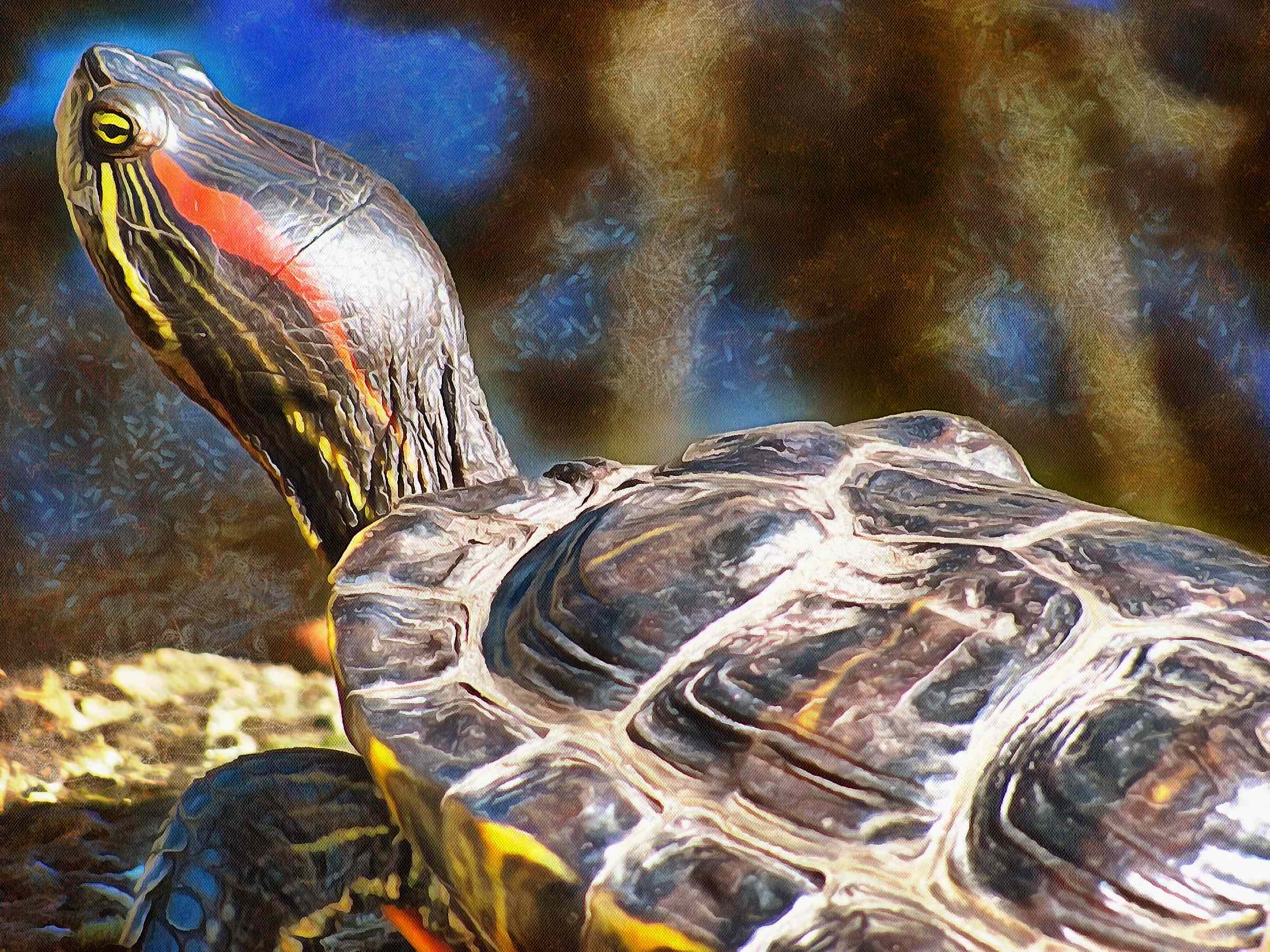 Turtle, Tortoise, Turtle free images,  – Tortoise free images, Tortoise free , Turtle stock free images, free images turtles, tortoise free , tortoise public domain images!