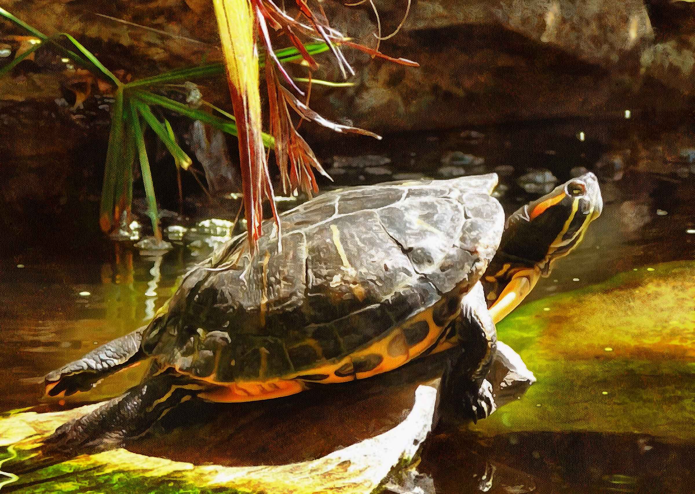 Free Tortoise images, Turtle free images,  –  Turtle stock free images, free images turtles, tortoise public domain images, Turtle public domain images, Tortoise free ,!
