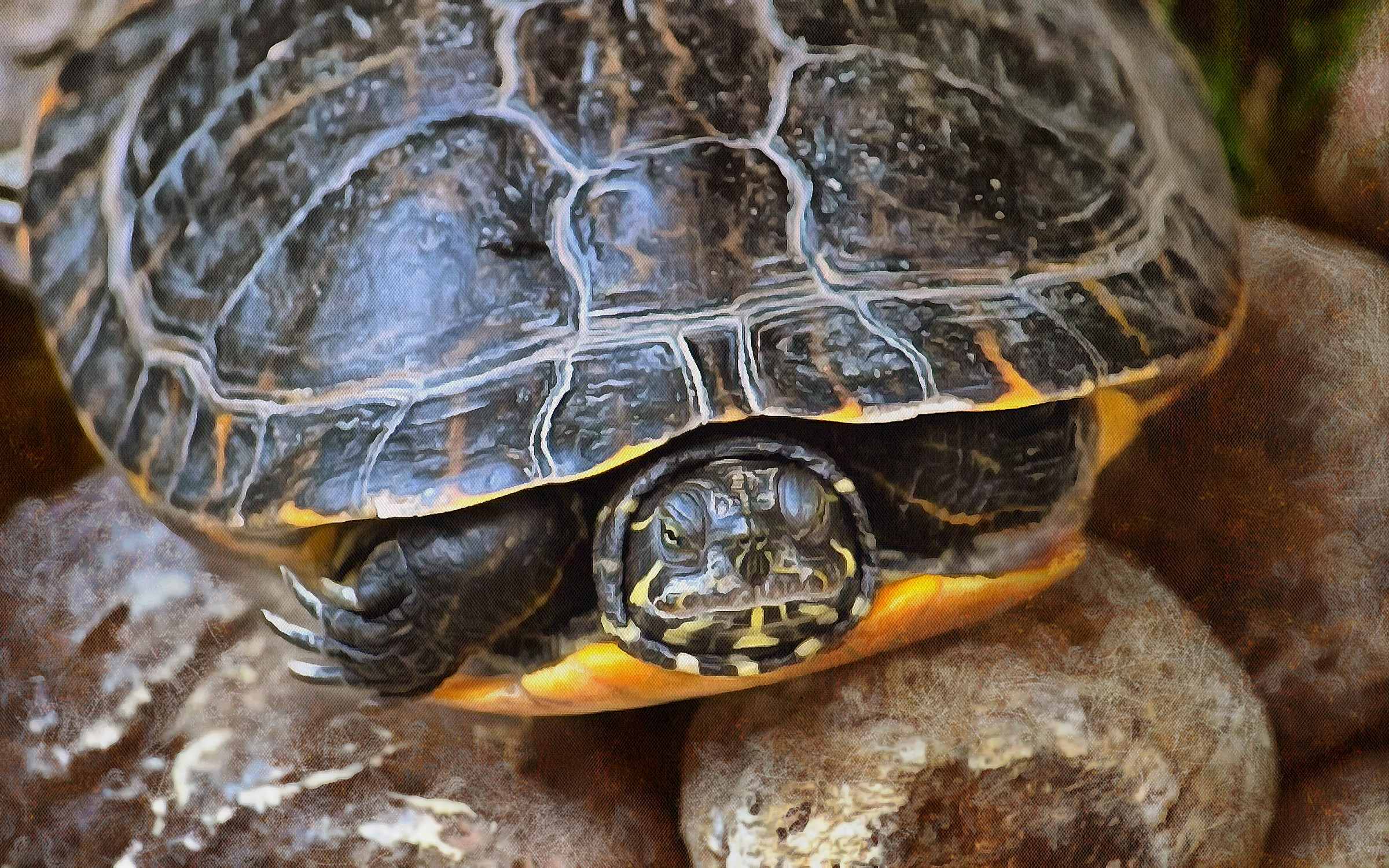 Free Tortoise images, Turtle free images,  –  Turtle stock free images, free images turtles, tortoise public domain images, Turtle public domain images, Tortoise free ,!