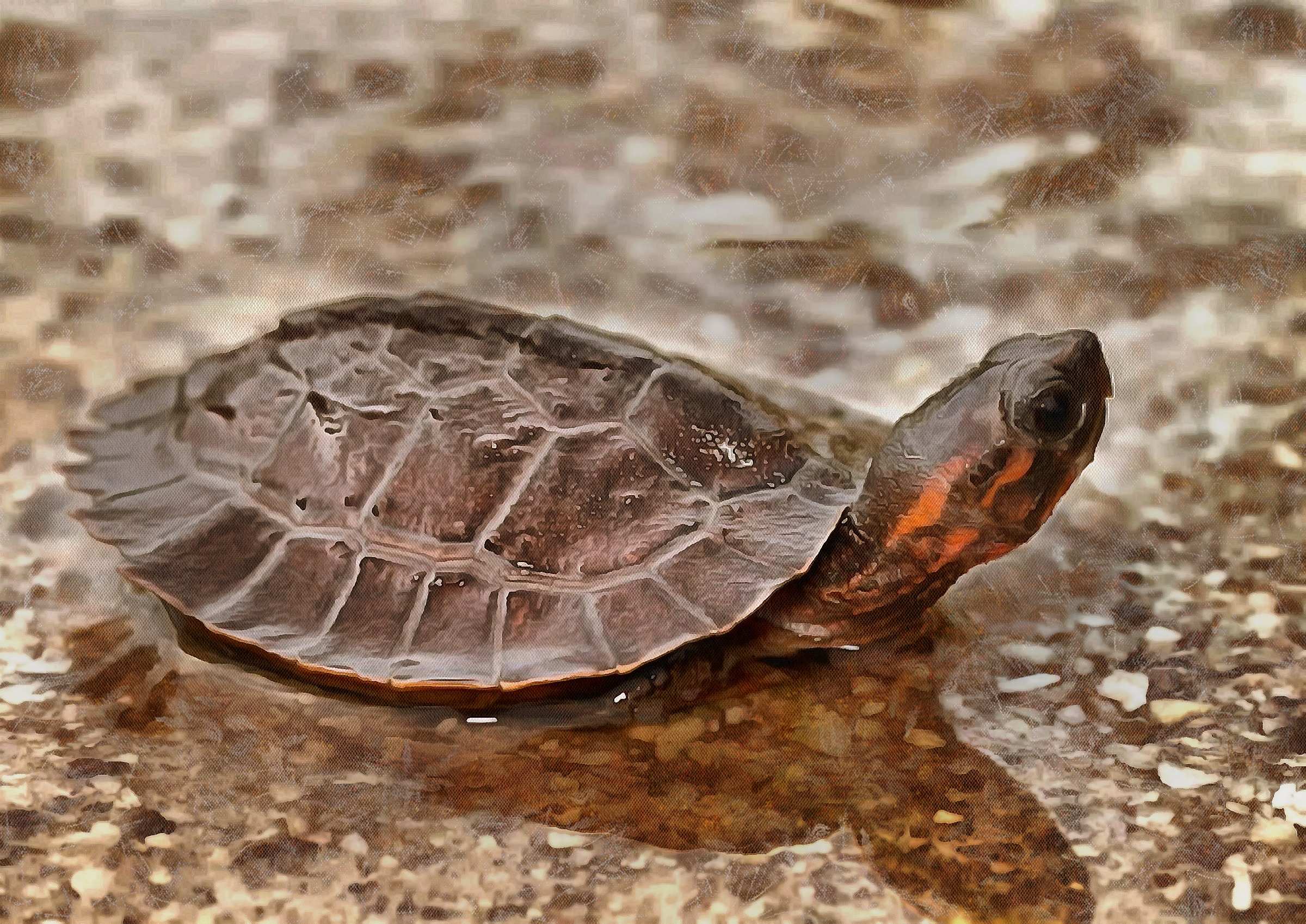 Turtle free images, Free Tortoise images, – free images turtles, tortoise public domain images, Turtle public domain images, Tortoise free!