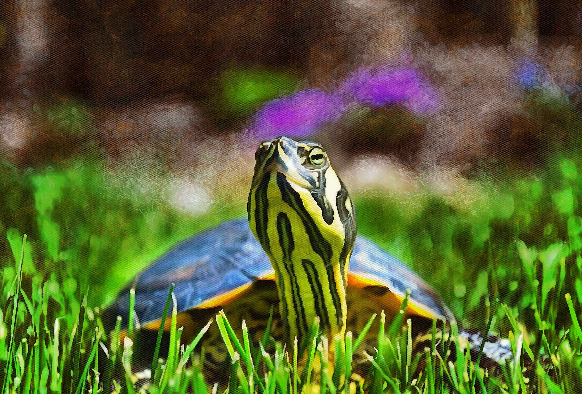 Turtle free images, Free Tortoise images, – free images turtles, tortoise public domain images, Turtle public domain images, Tortoise free!