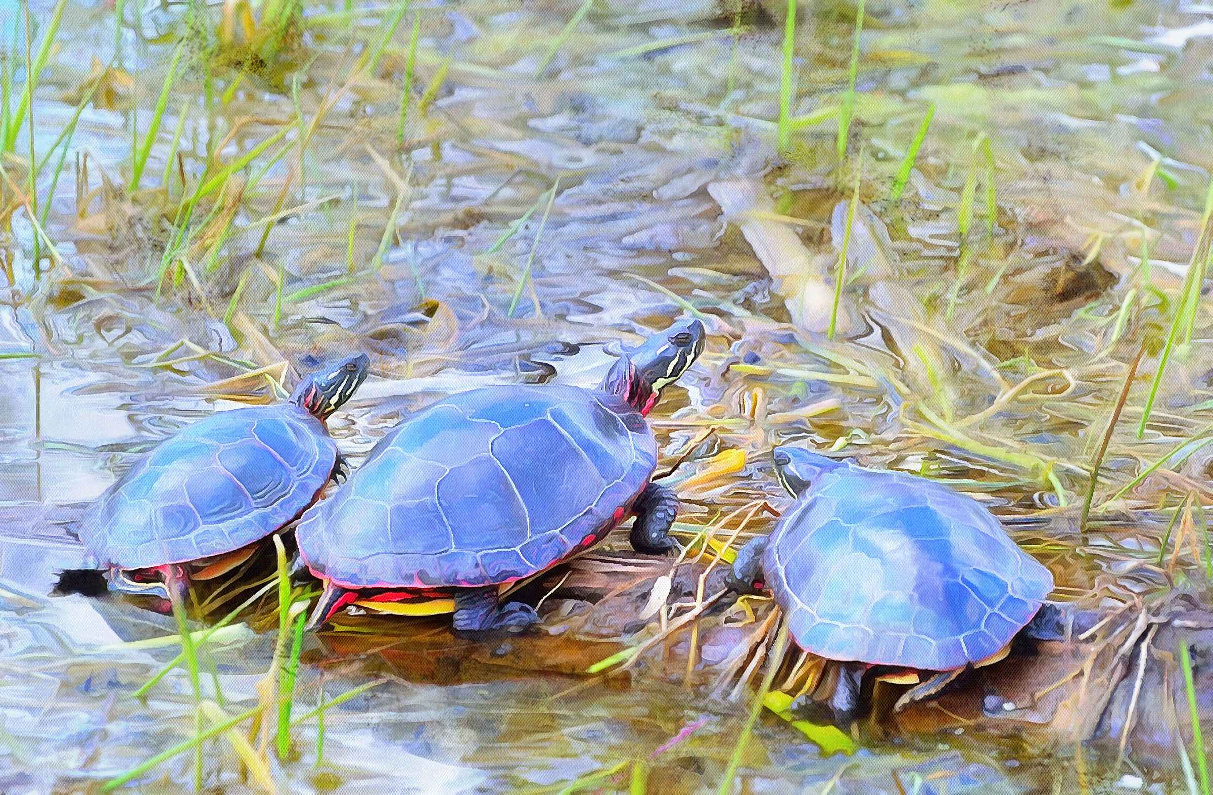 Turtle free images, Free Tortoise images, – free images turtles, tortoise public domain images, Turtle public domain images, Tortoise free!